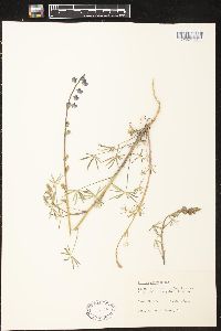 Lupinus sparsiflorus image