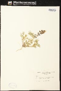 Lupinus abiesicola image