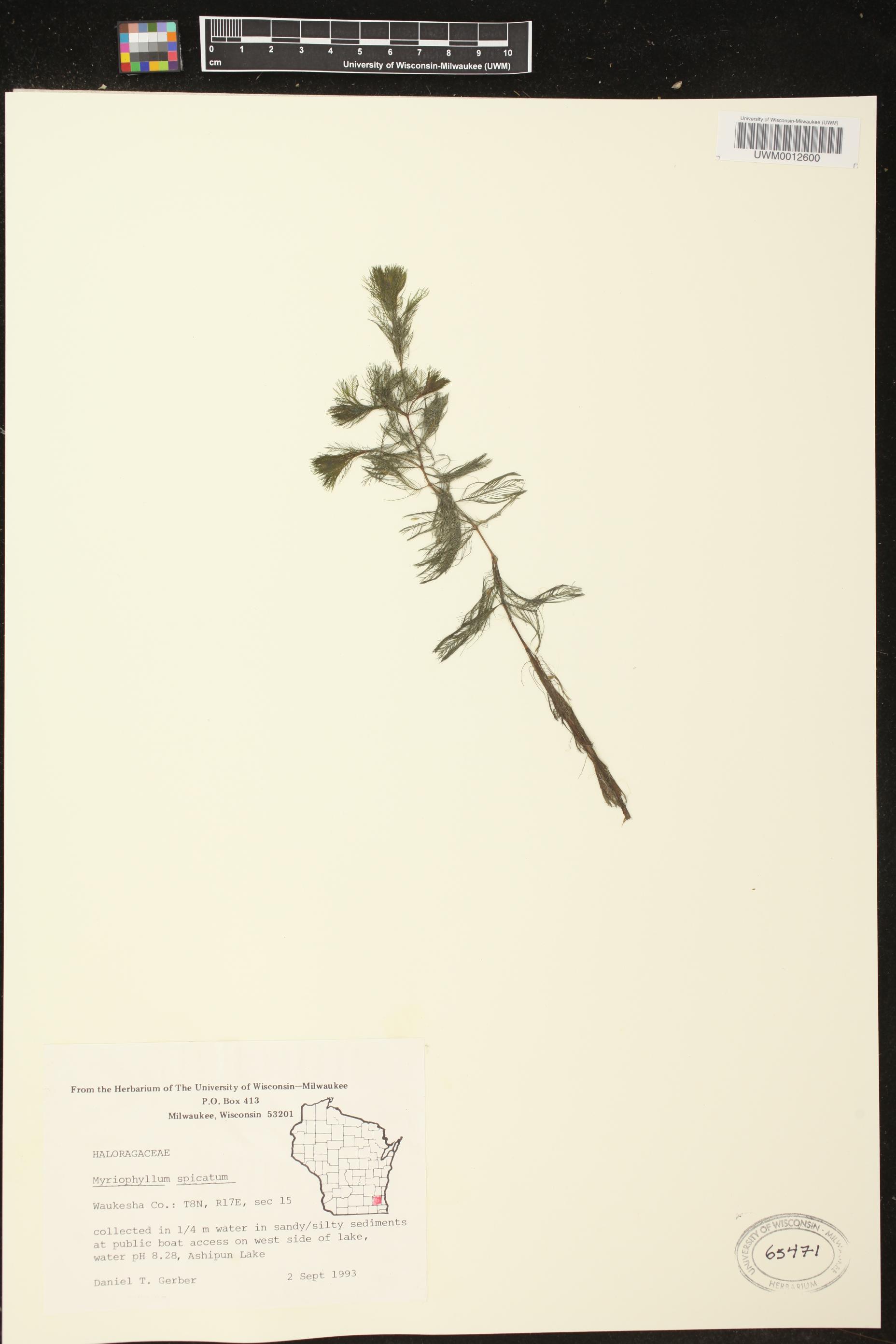 Myriophyllum spicatum image