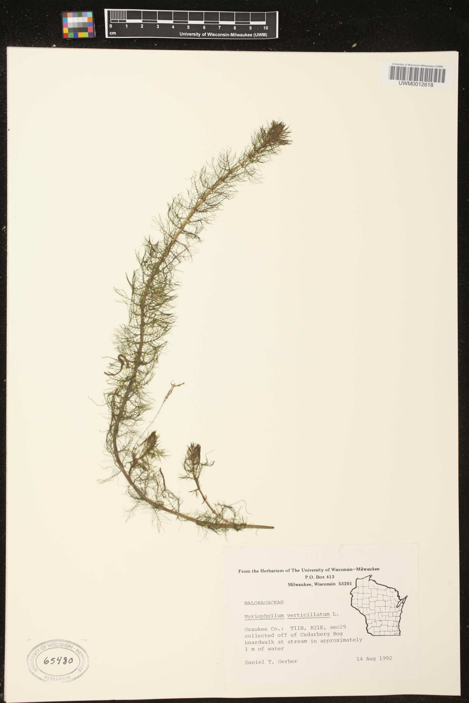 Myriophyllum verticillatum image