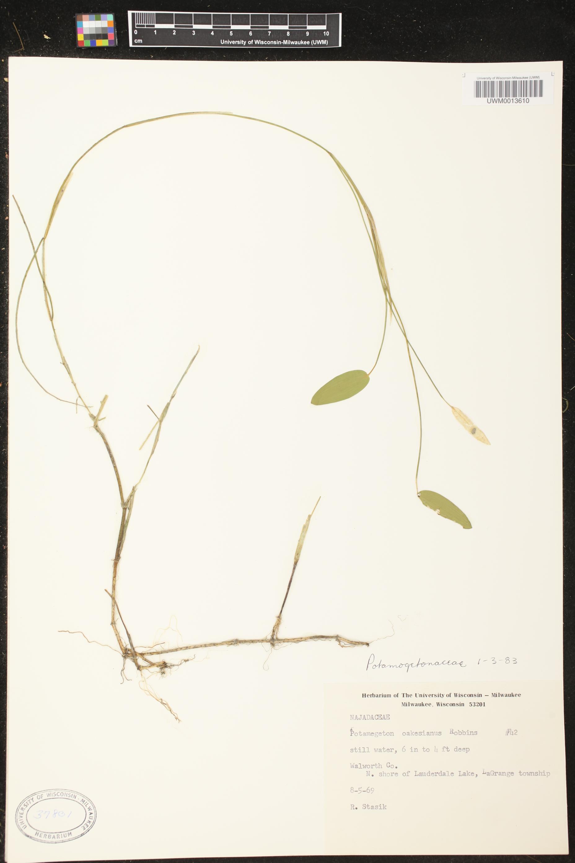 Potamogeton oakesianus image
