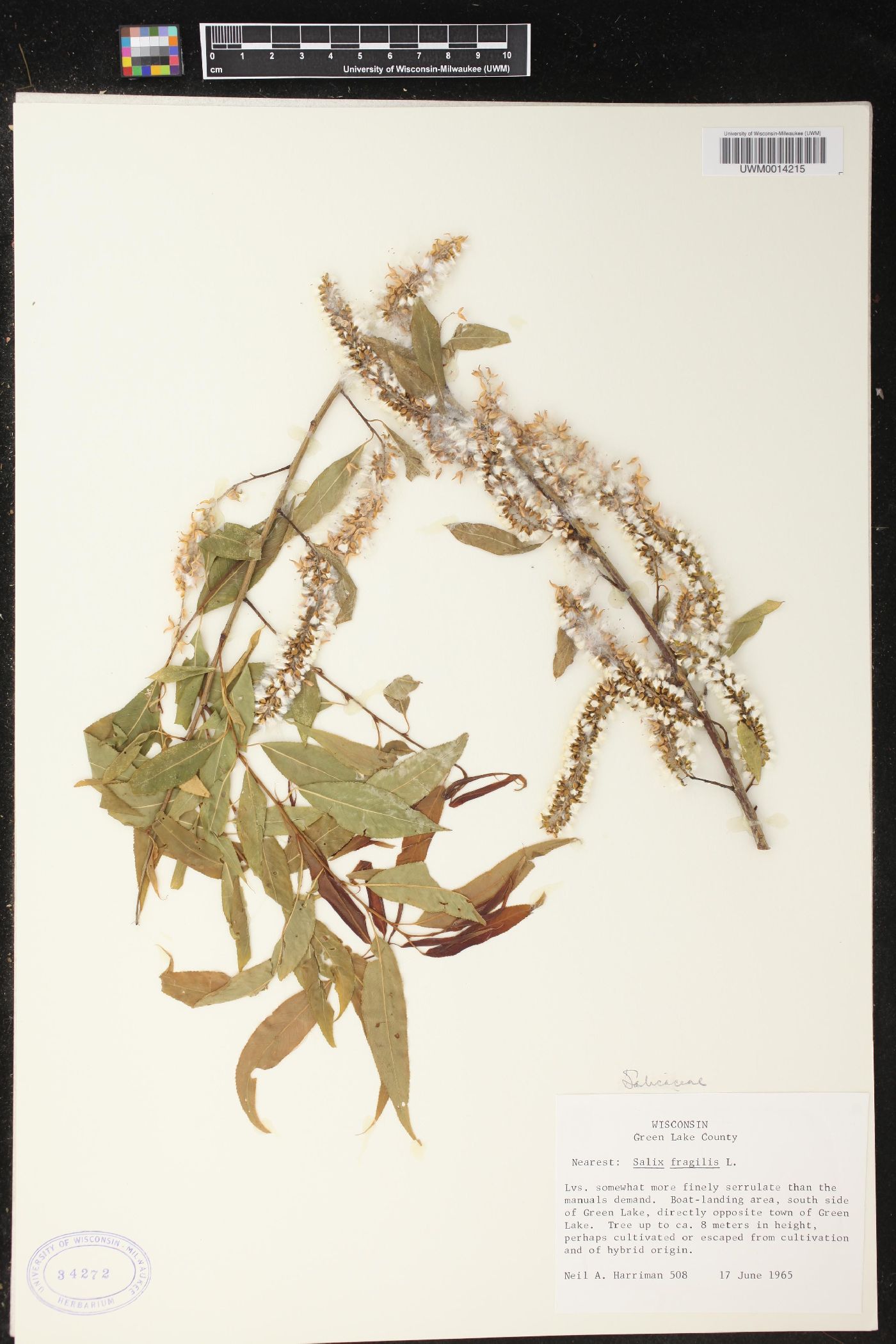 Salix x fragilis image