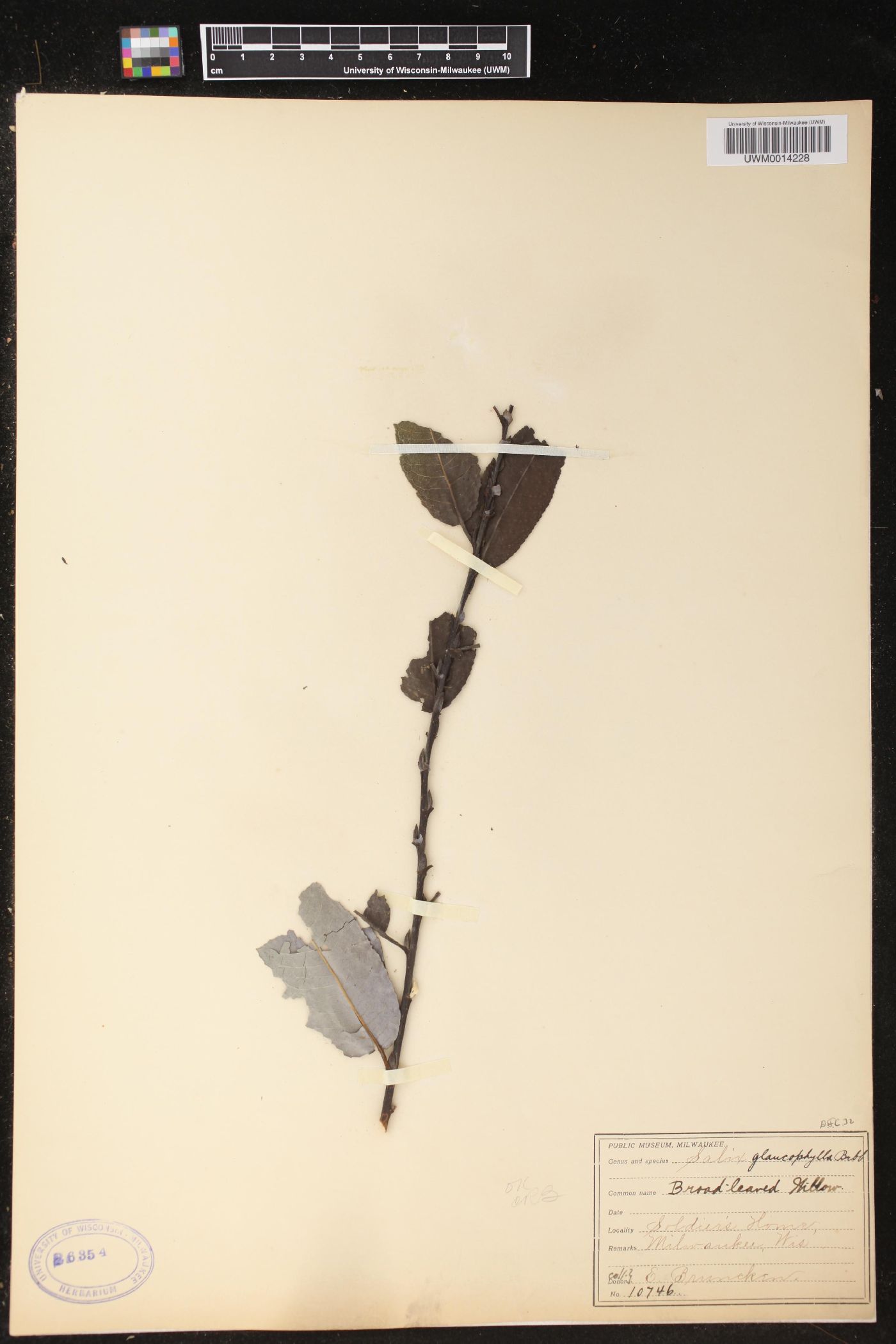 Salix myricoides image