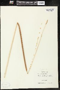 Typha domingensis image
