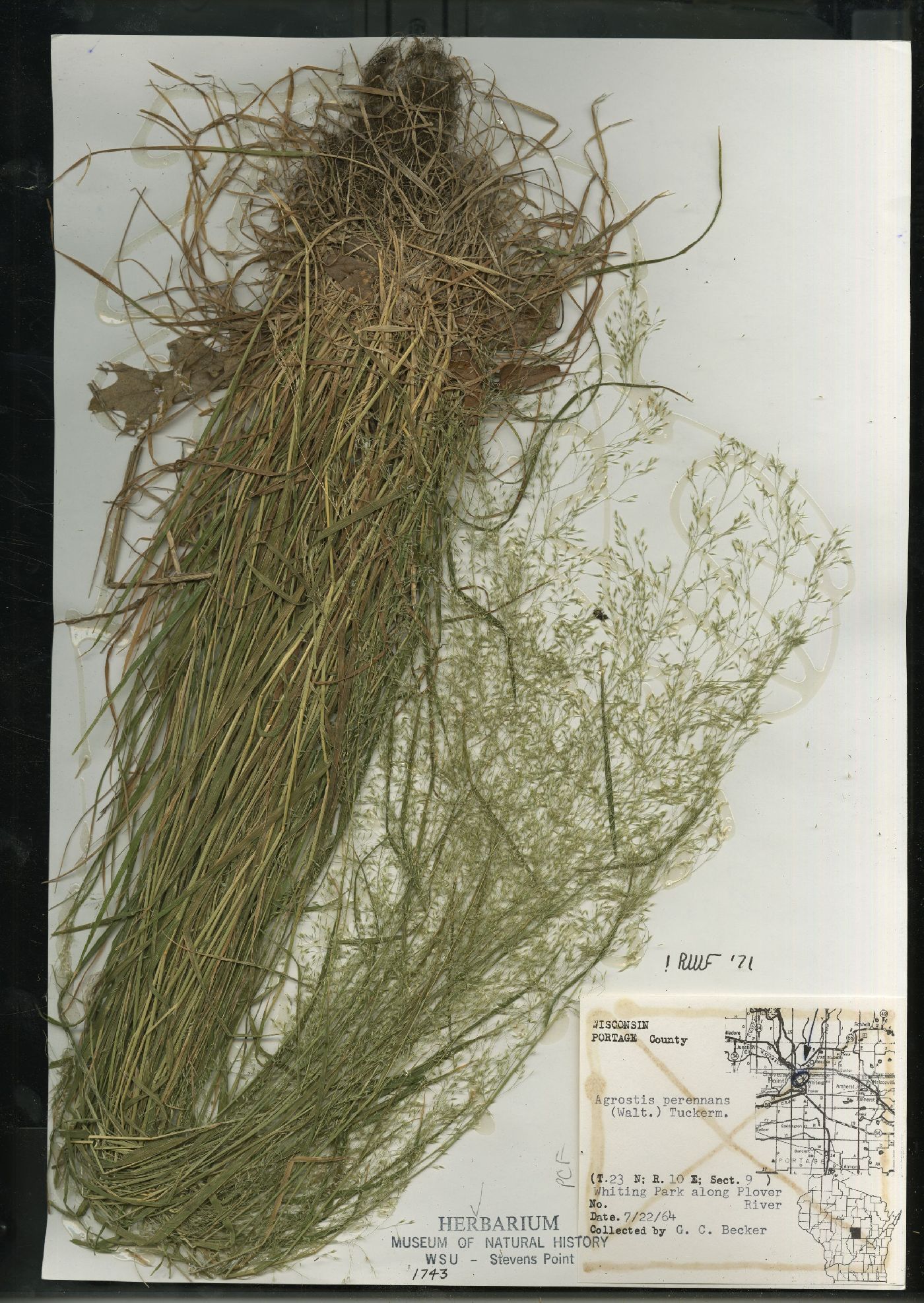 Agrostis perennans var. perennans image