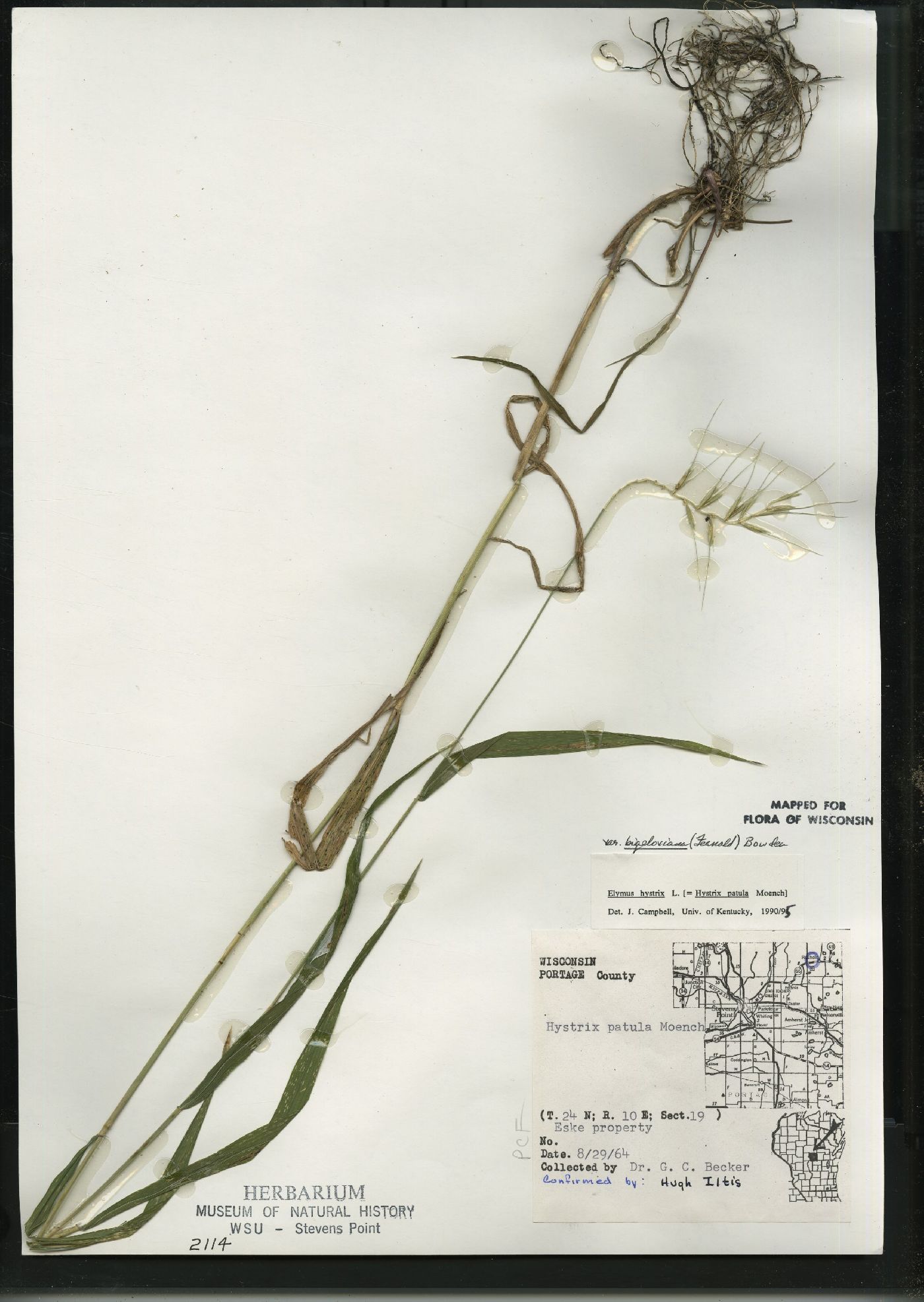 Elymus hystrix var. bigeloviana image