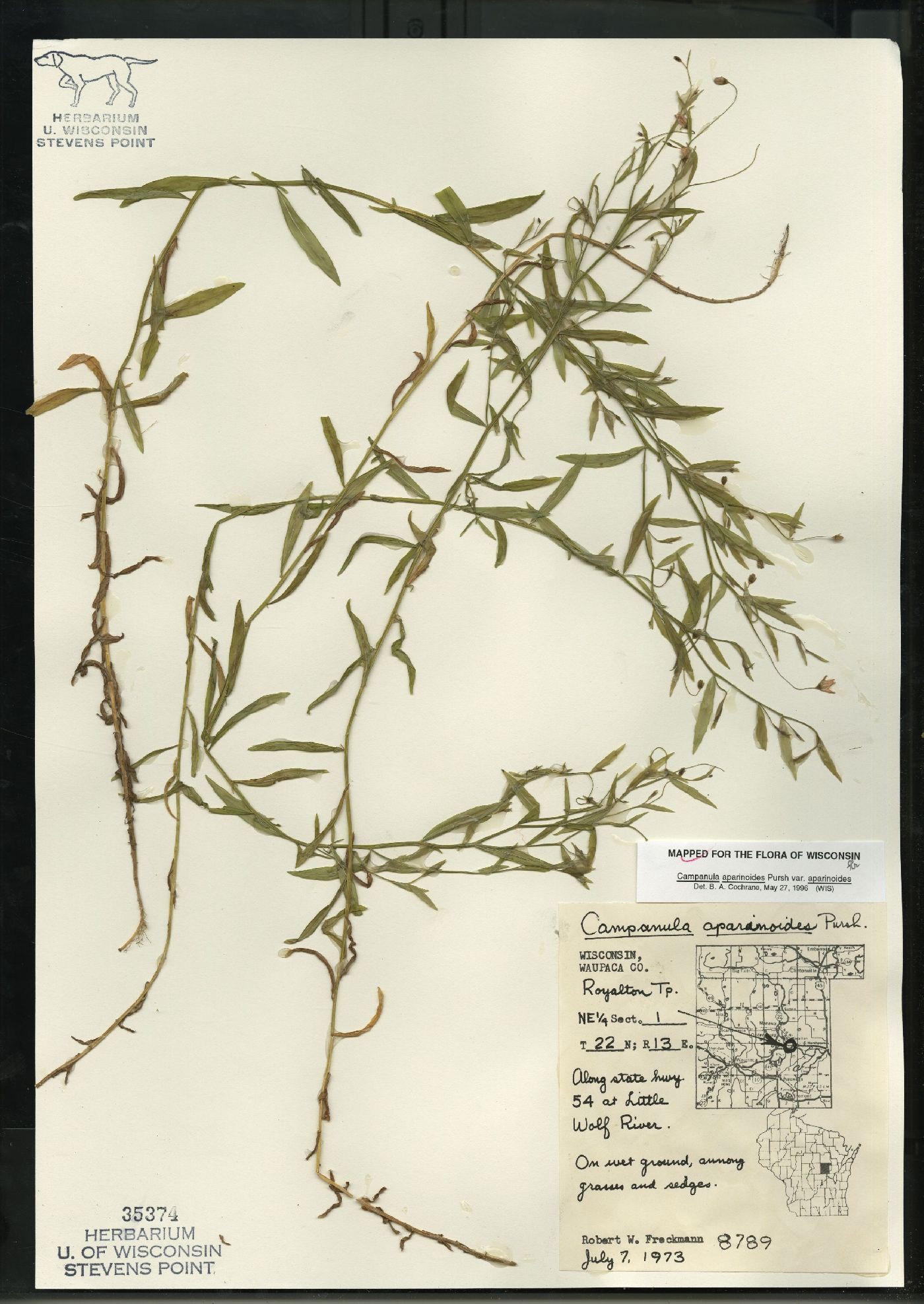 Campanula aparinoides var. aparinoides image