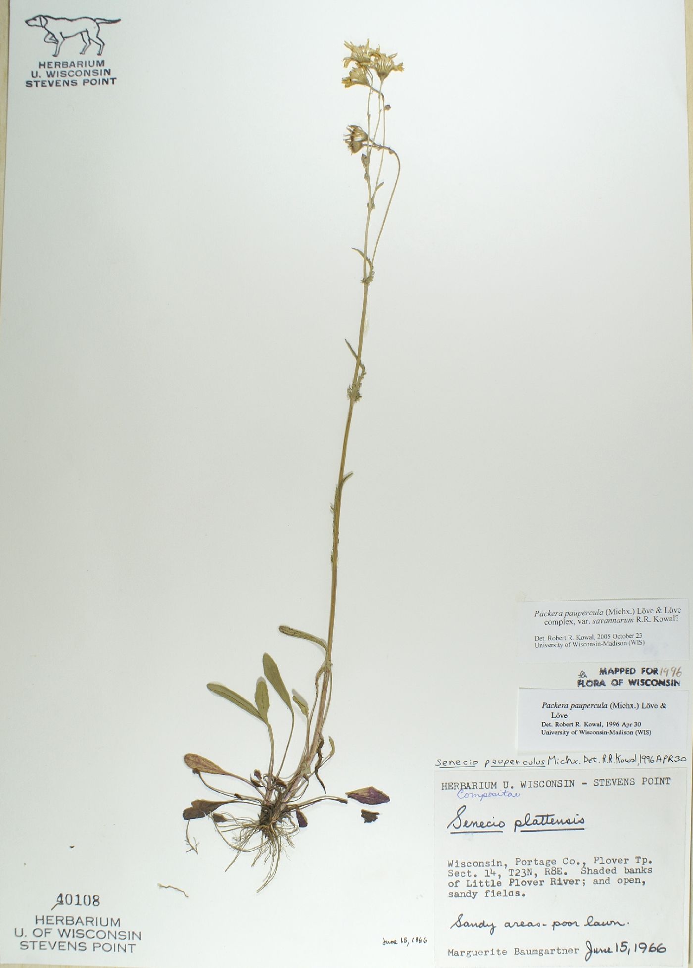 Packera paupercula var. savannarum image
