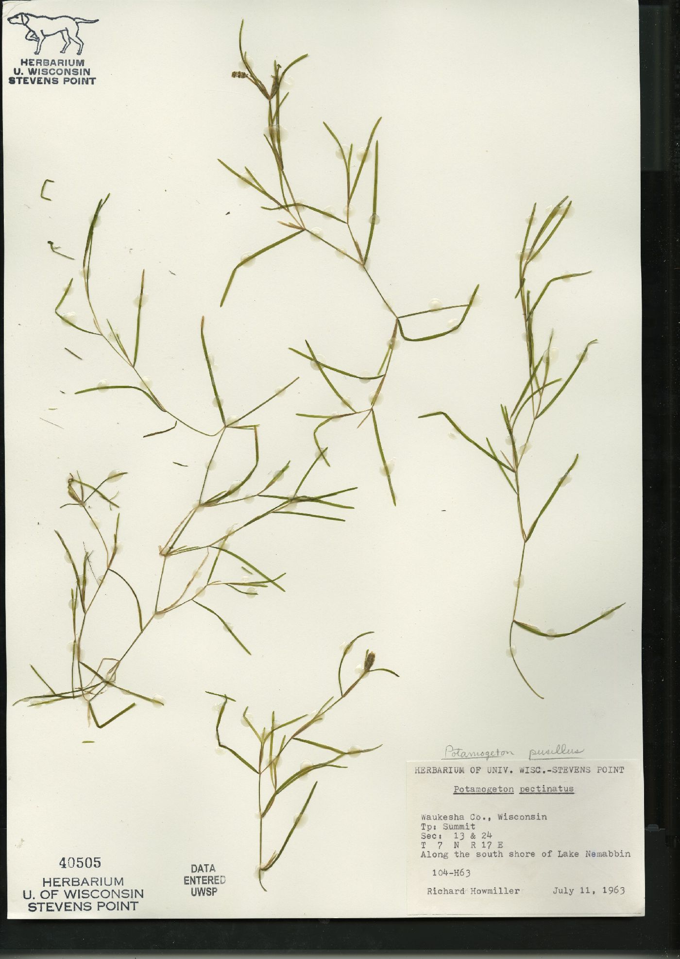 Potamogeton pusillus subsp. pusillus image