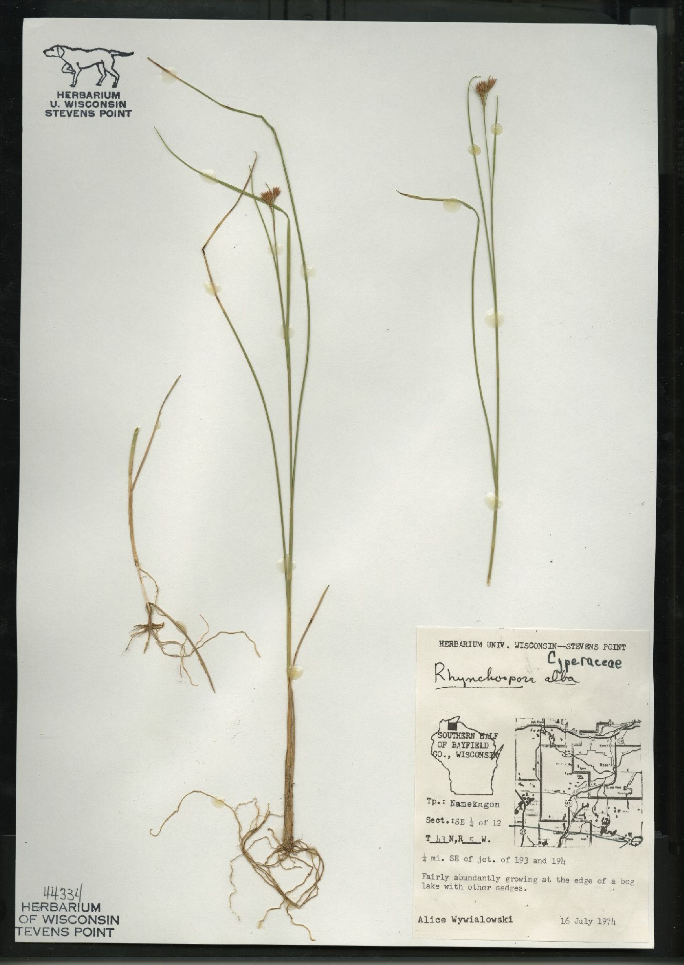 Rhynchospora alba image