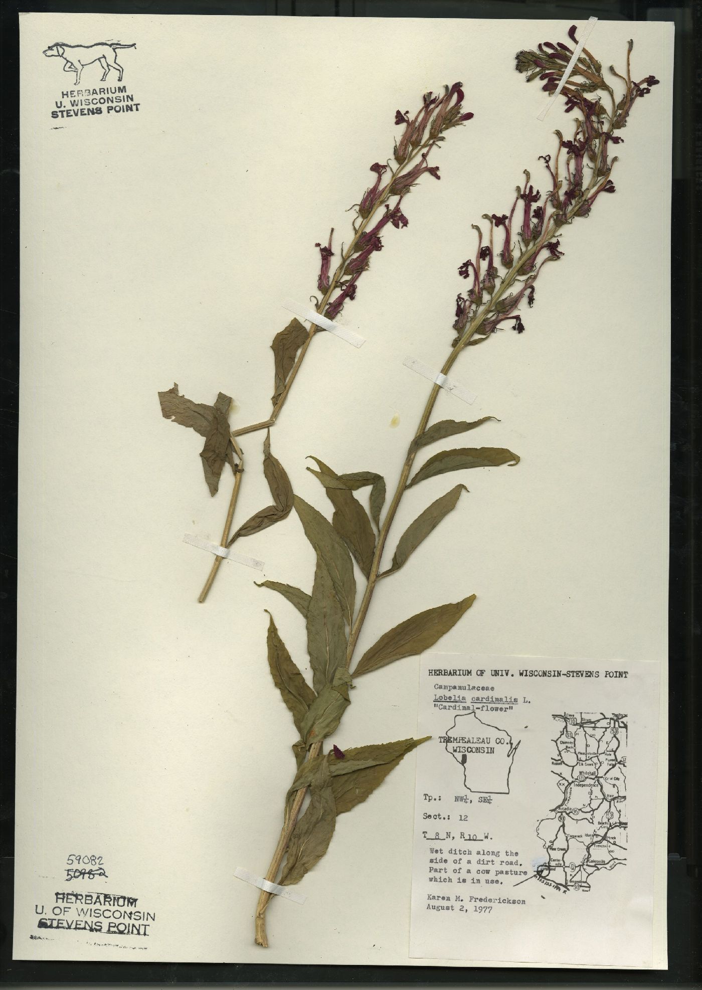 Lobelia cardinalis var. cardinalis image