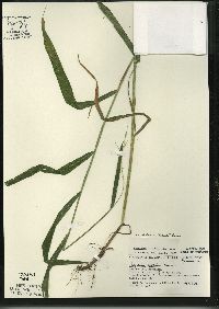 Image of Elymus hystrix var. bigeloviana