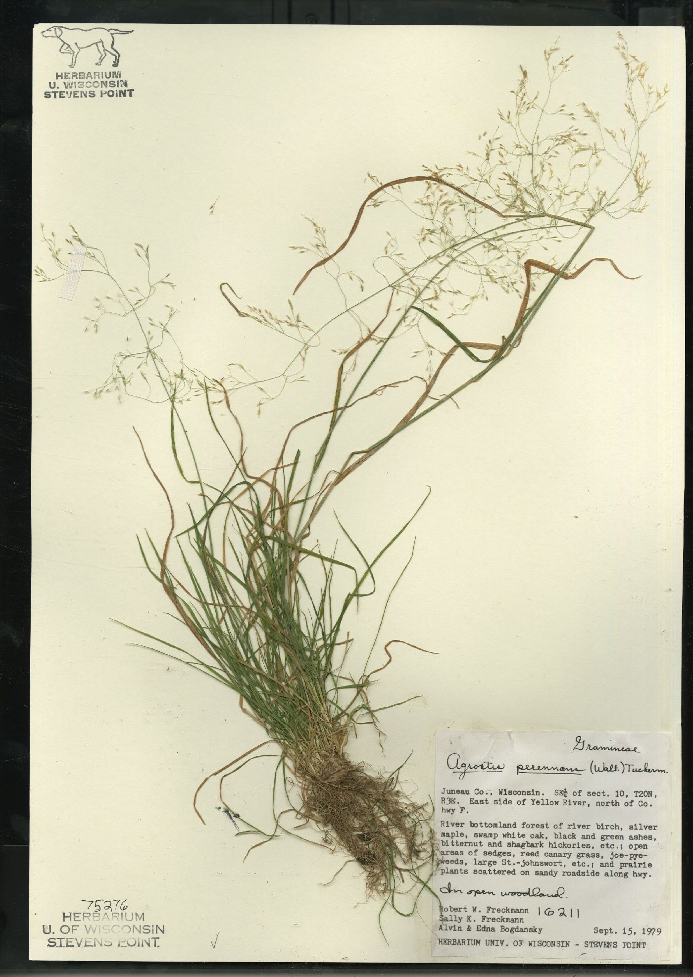 Agrostis perennans var. perennans image