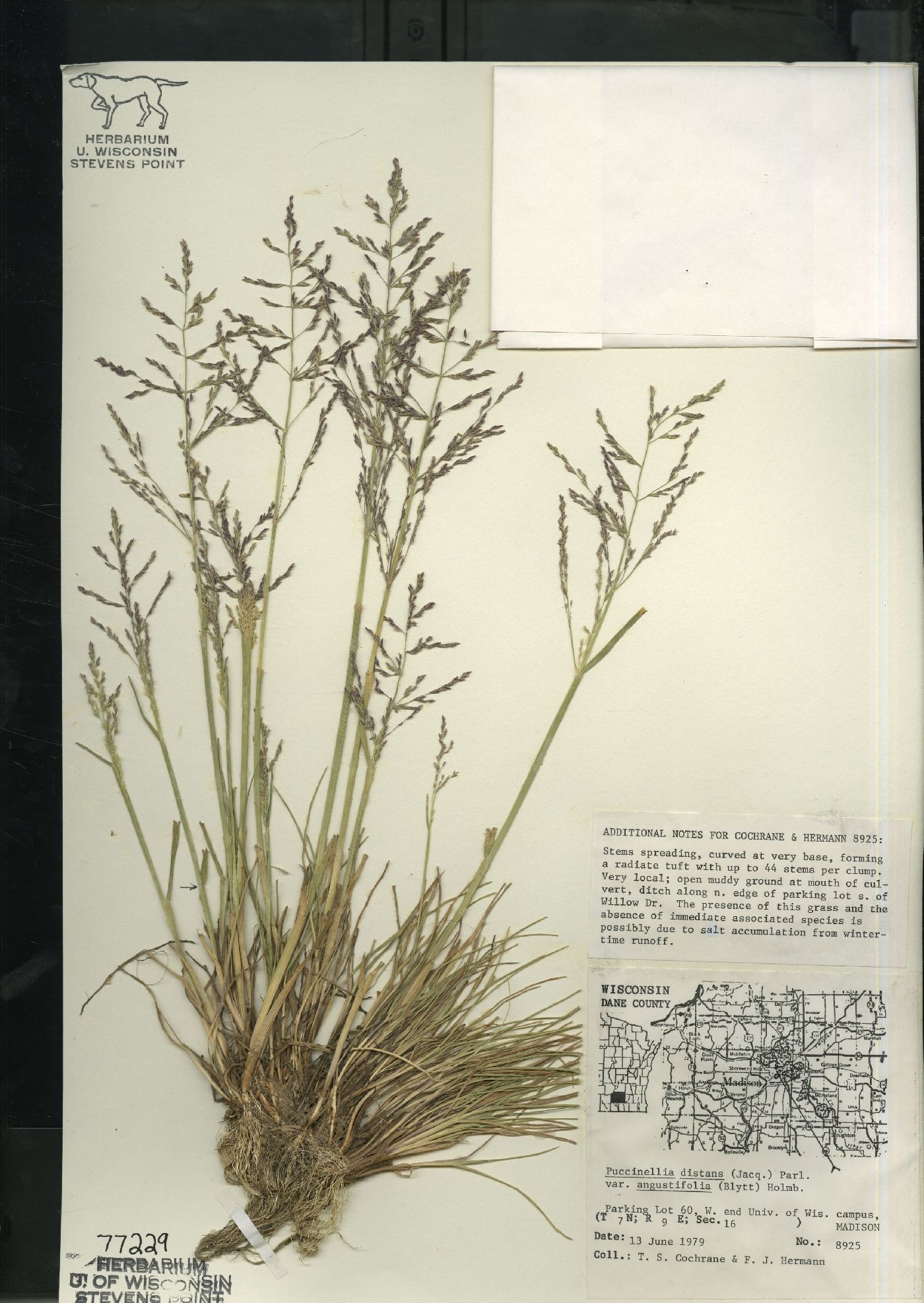 Puccinellia distans subsp. borealis image