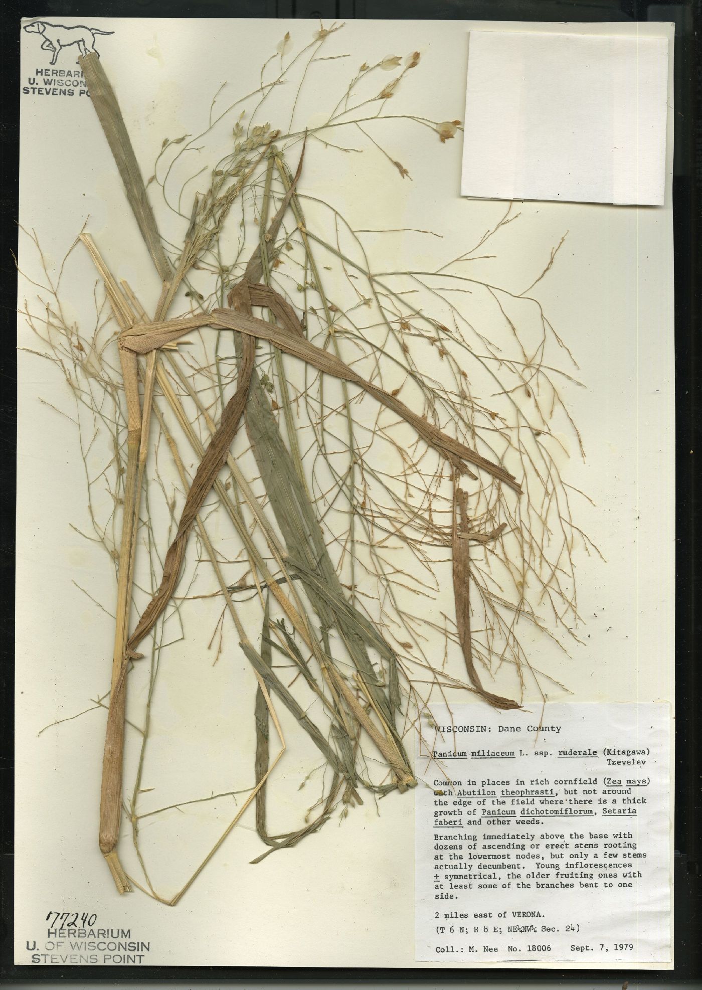 Panicum miliaceum subsp. ruderale image