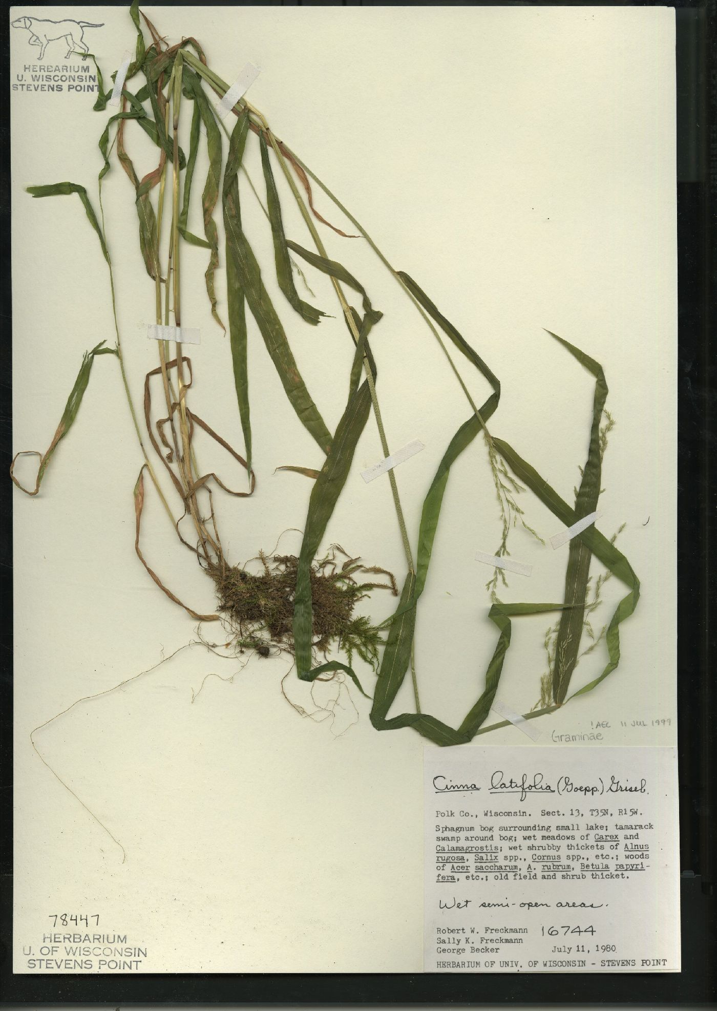 Cinna latifolia image