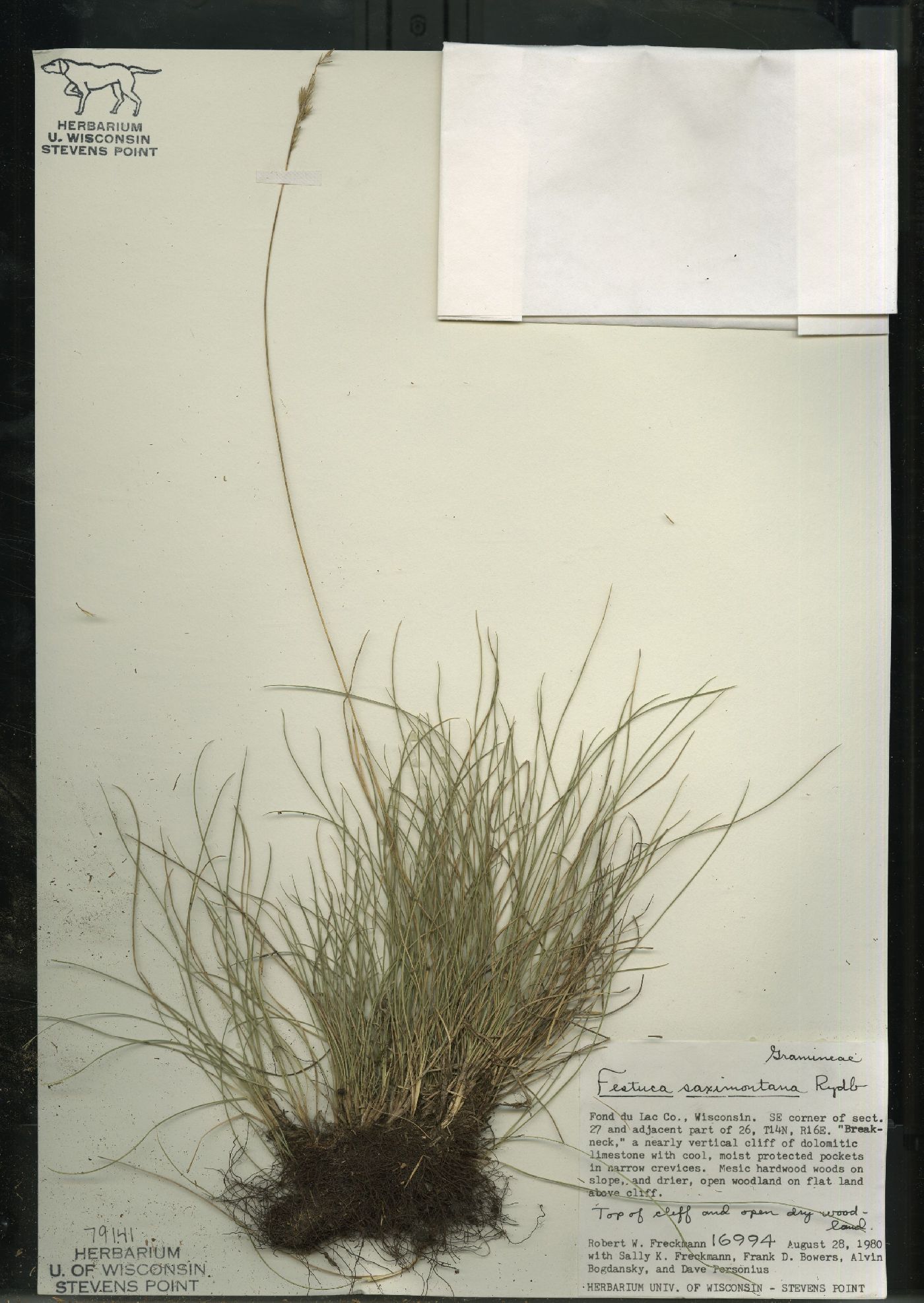 Festuca saximontana subsp. saximontana image
