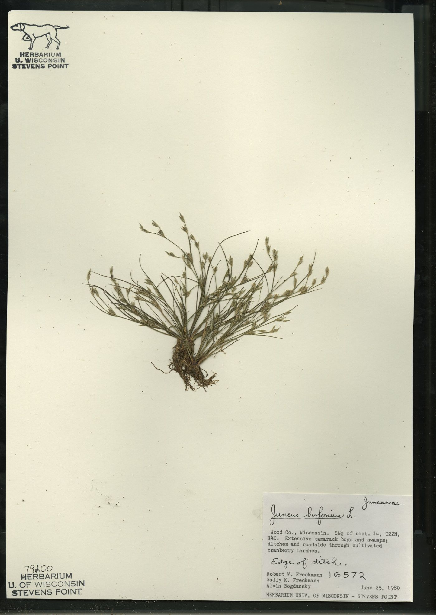 Juncus bufonius image