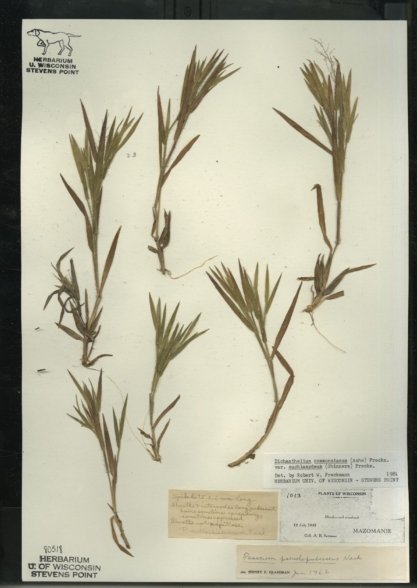 Dichanthelium commonsianum var. euchlamydeum image