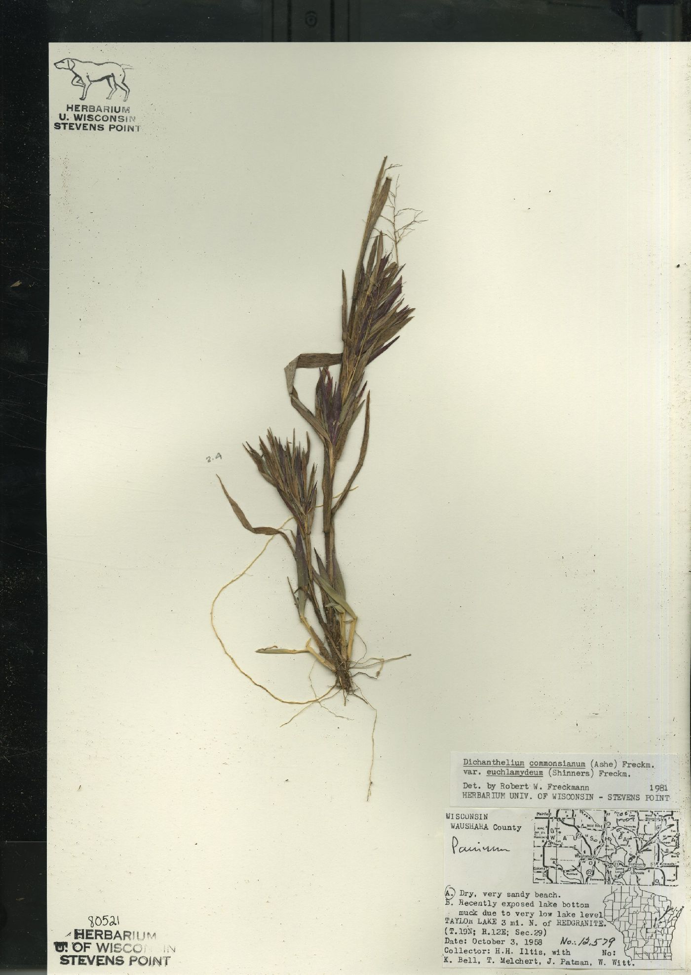 Dichanthelium commonsianum var. euchlamydeum image