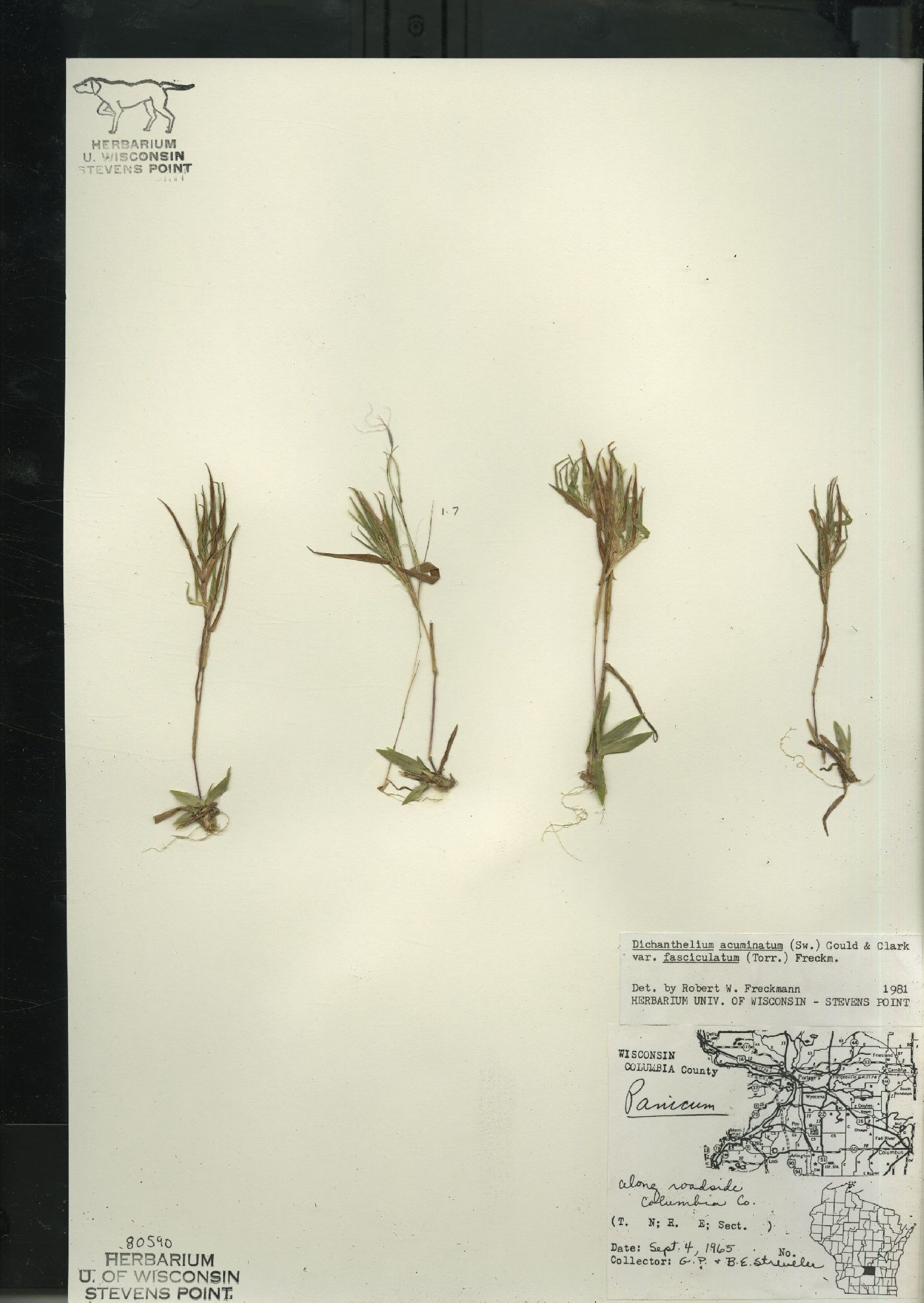 Dichanthelium acuminatum var. fasciculatum image