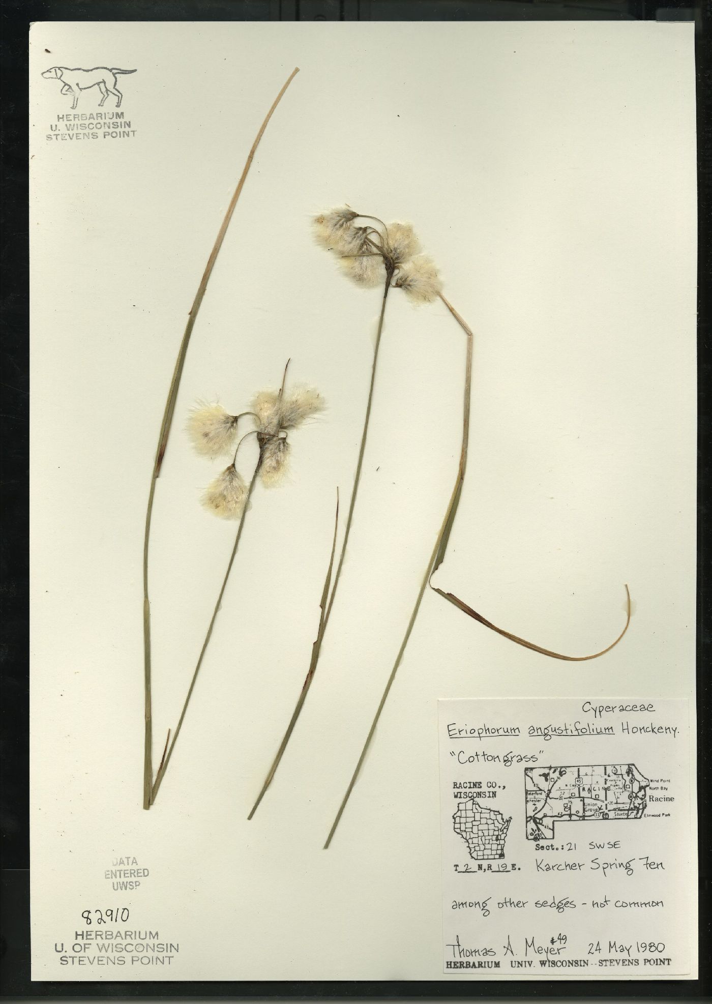 Eriophorum angustifolium subsp. angustifolium image