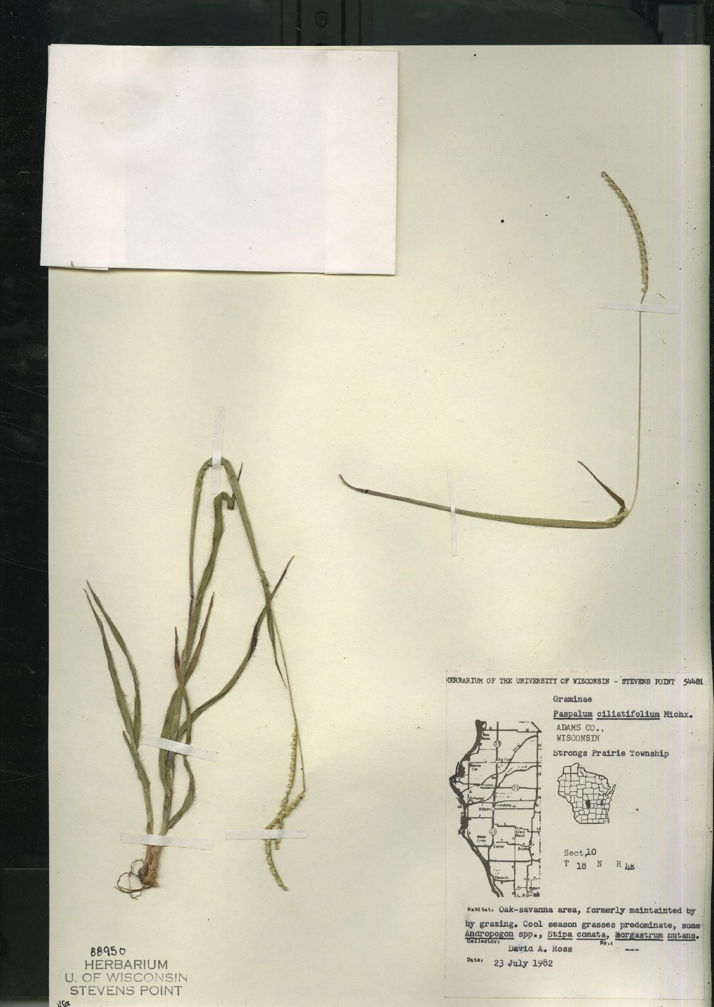 Paspalum setaceum image