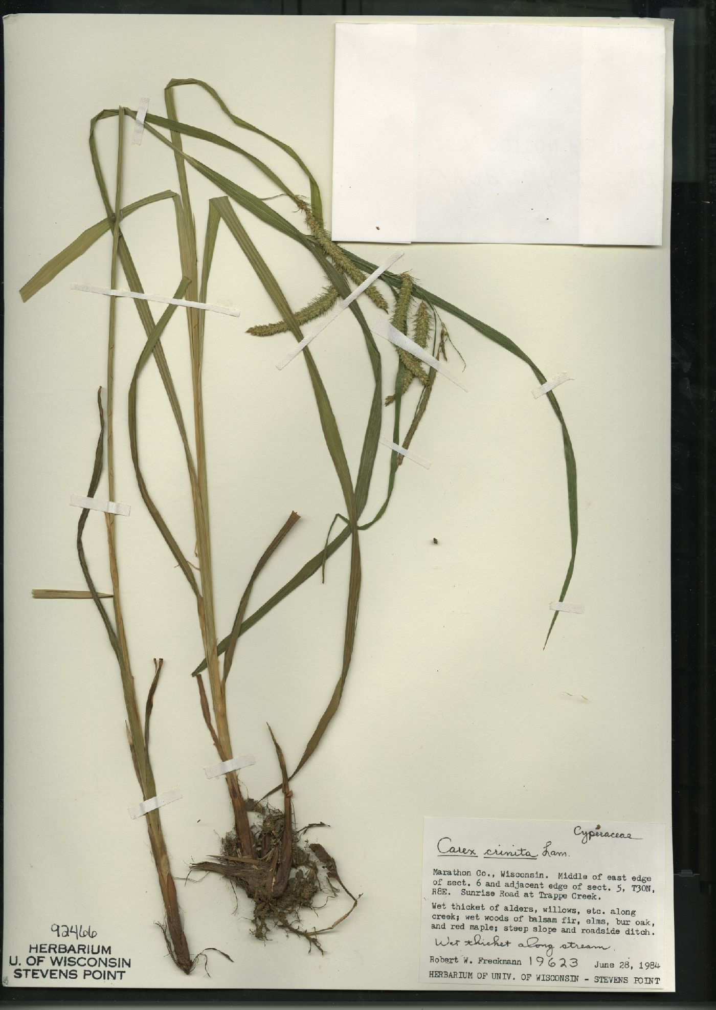 Carex crinita image