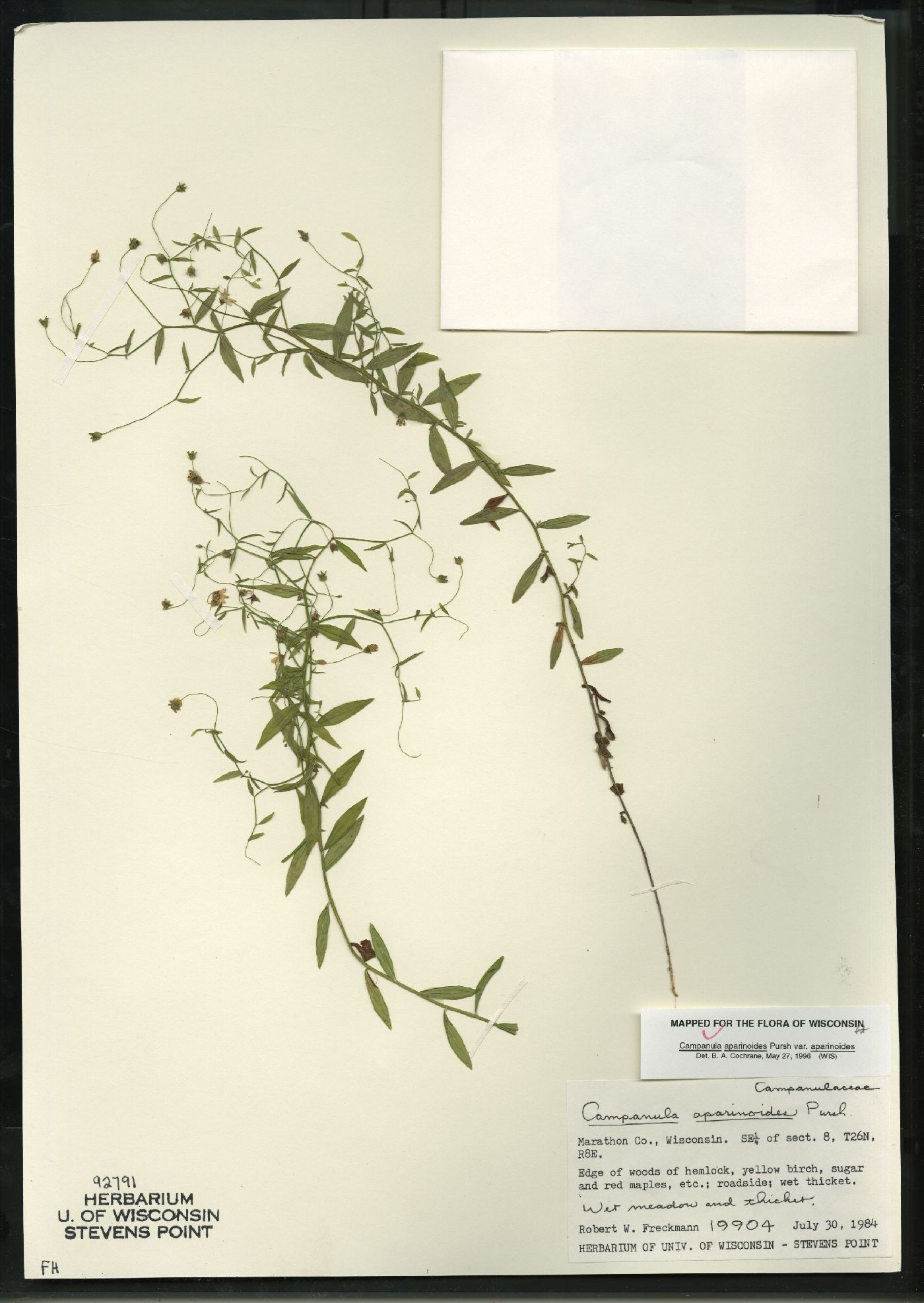 Campanula aparinoides var. aparinoides image
