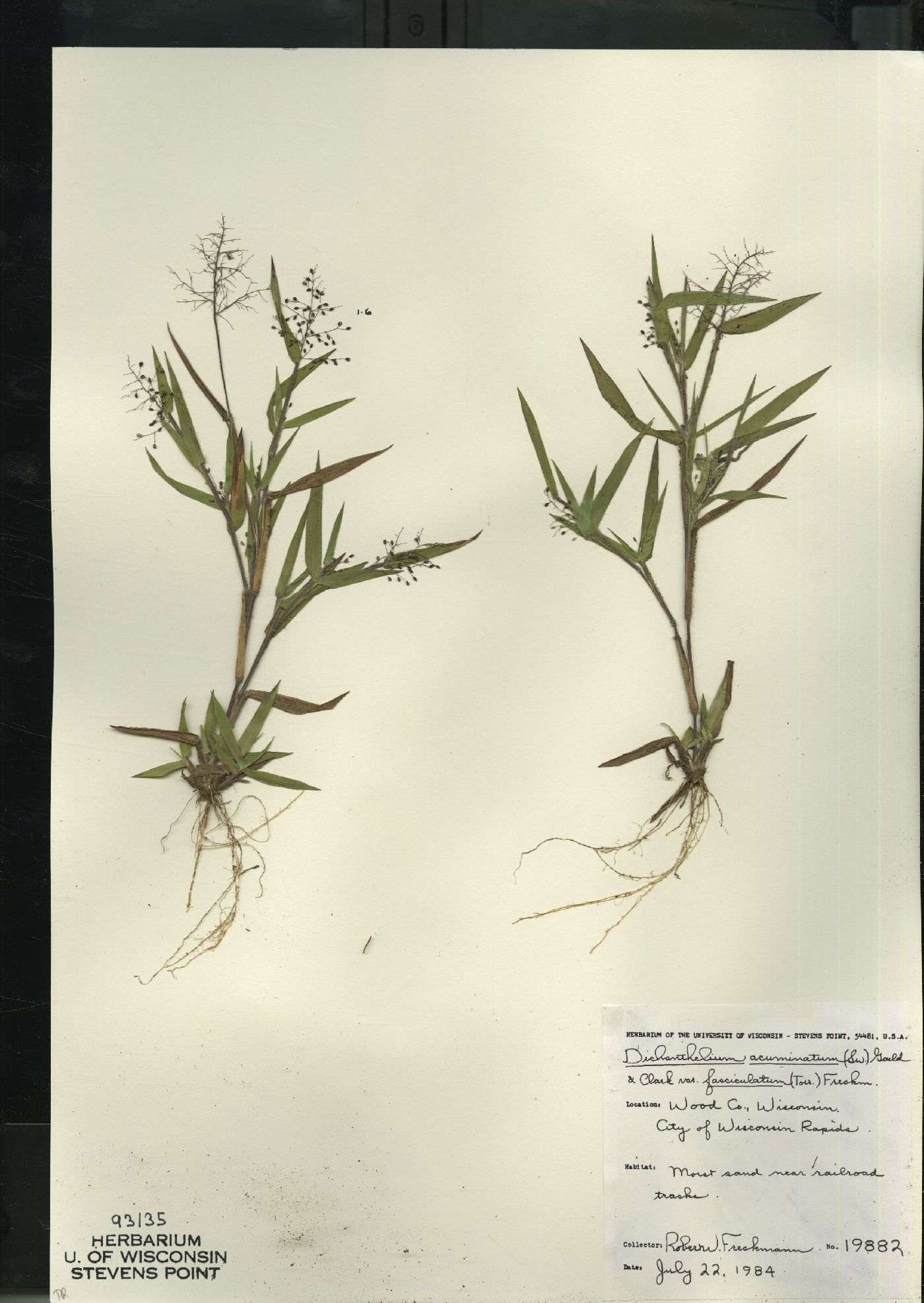 Dichanthelium acuminatum var. fasciculatum image