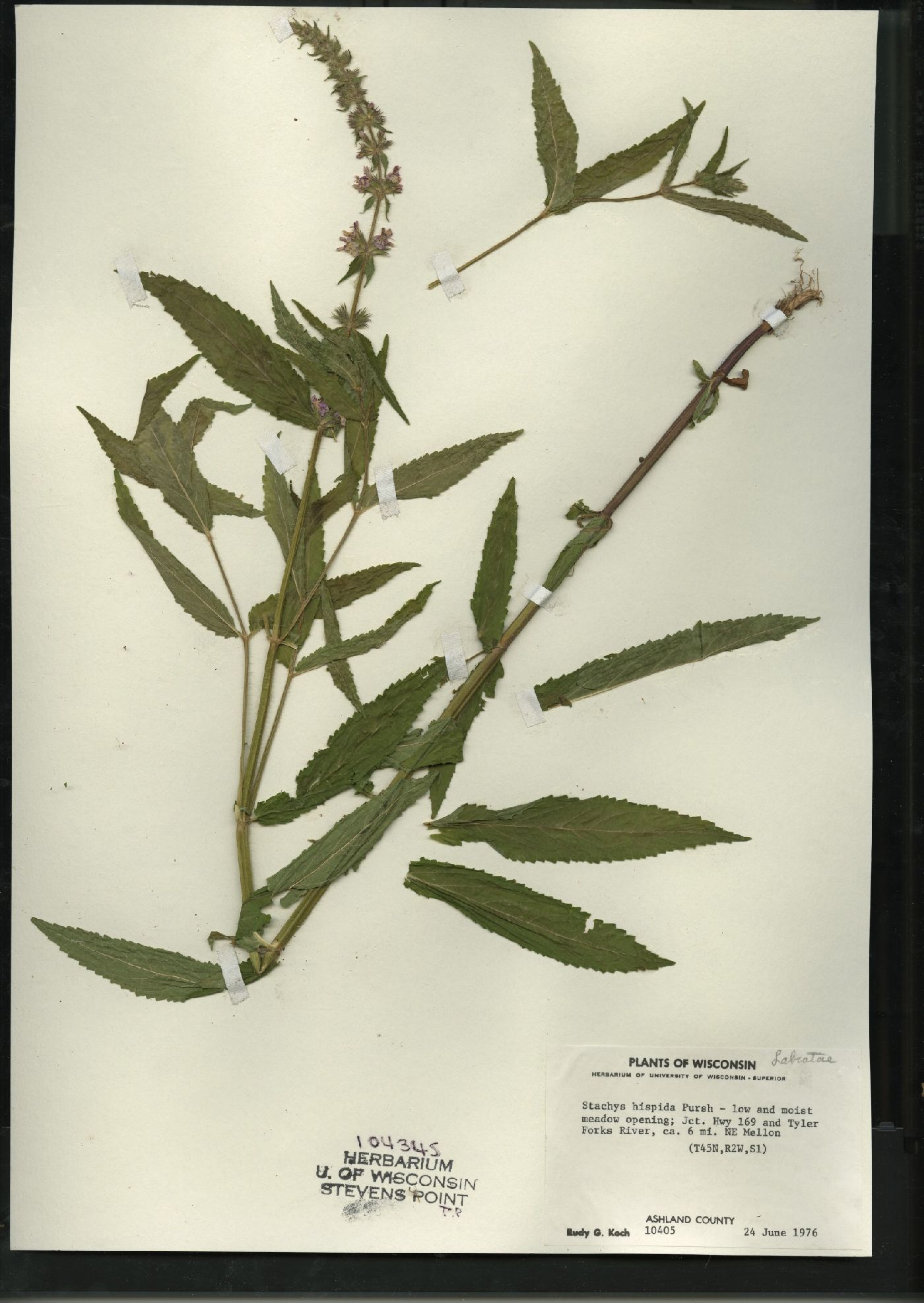 Stachys tenuifolia var. tenuifolia image
