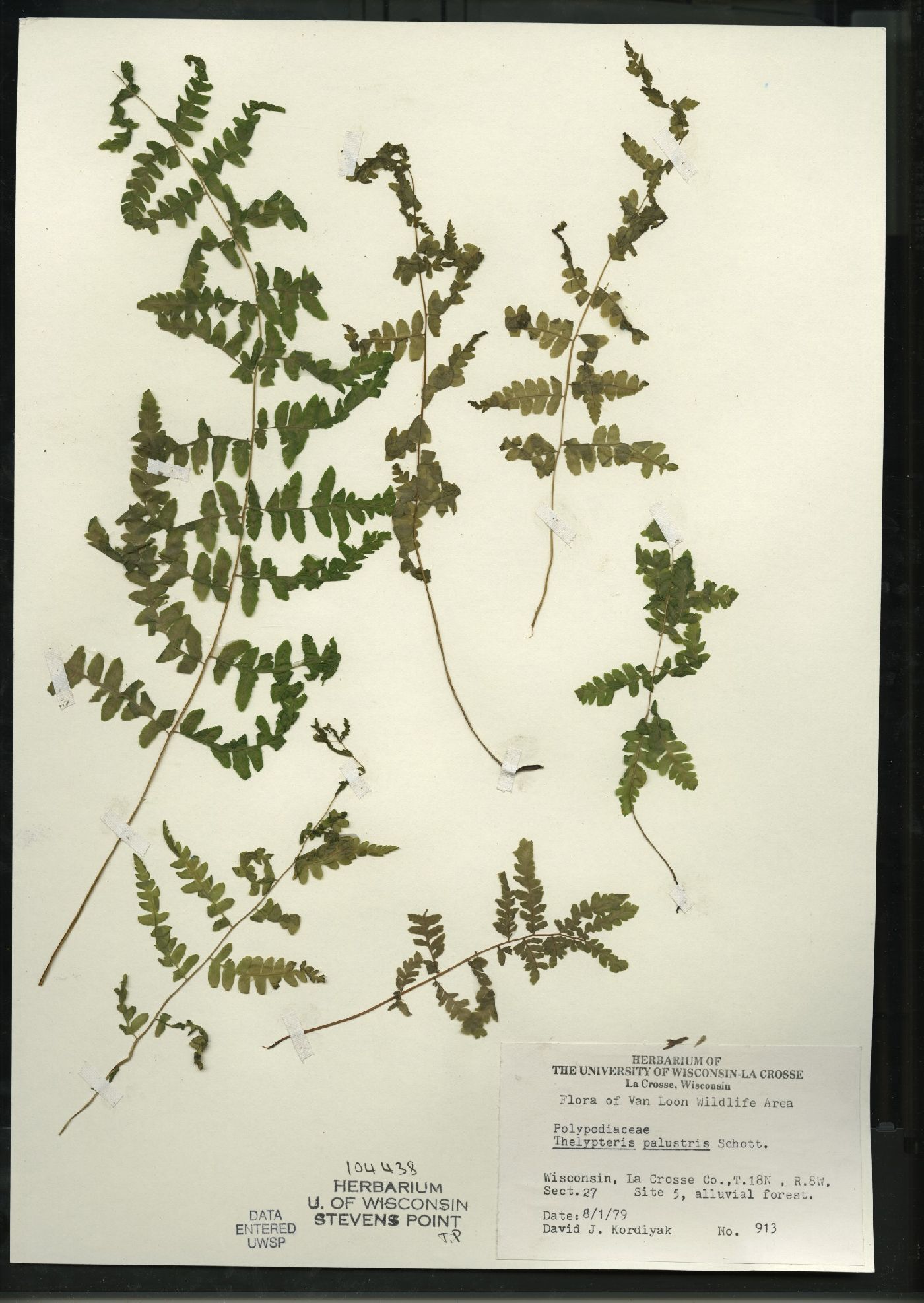Thelypteris palustris image