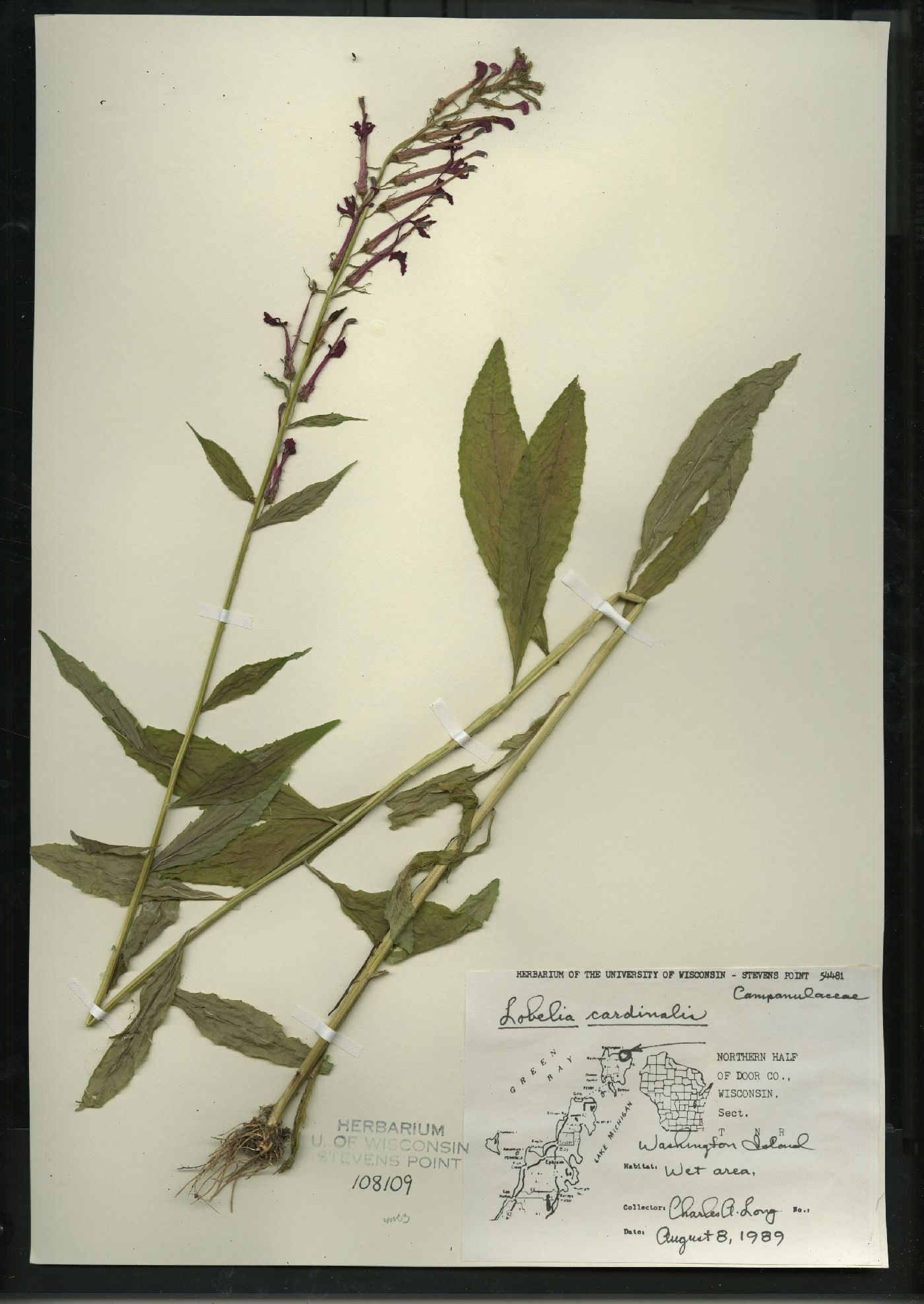 Lobelia cardinalis var. cardinalis image