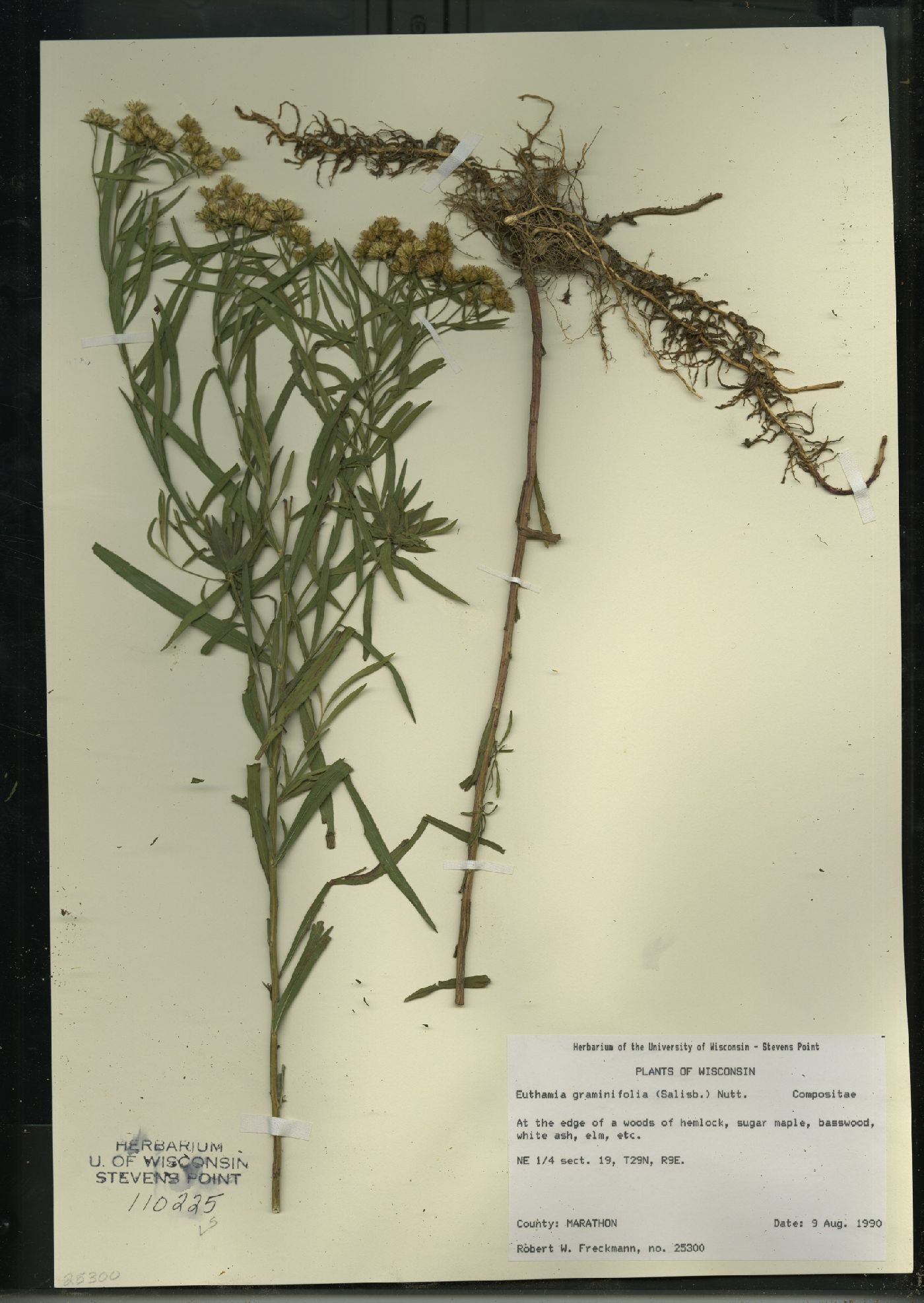Euthamia graminifolia image