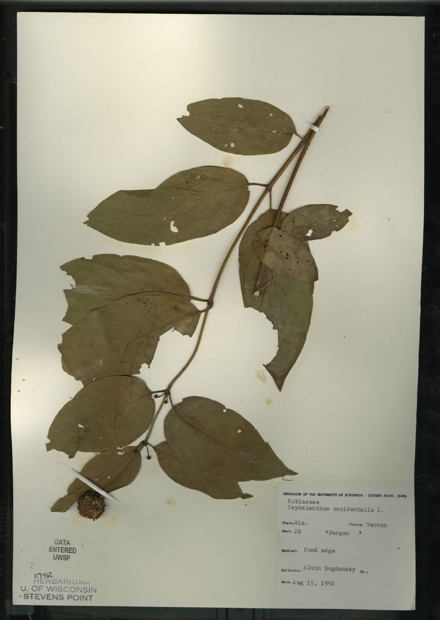 Cephalanthus image