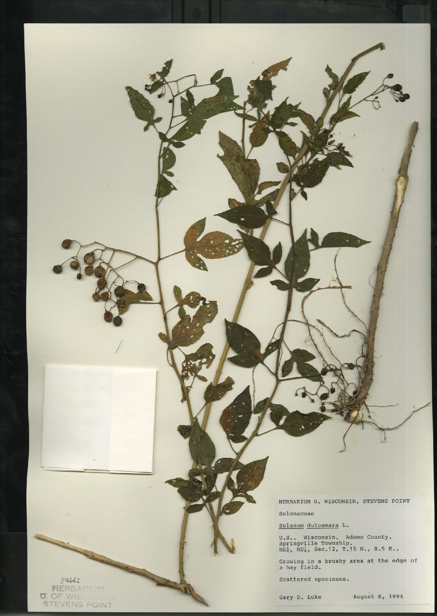 Solanum dulcamara image
