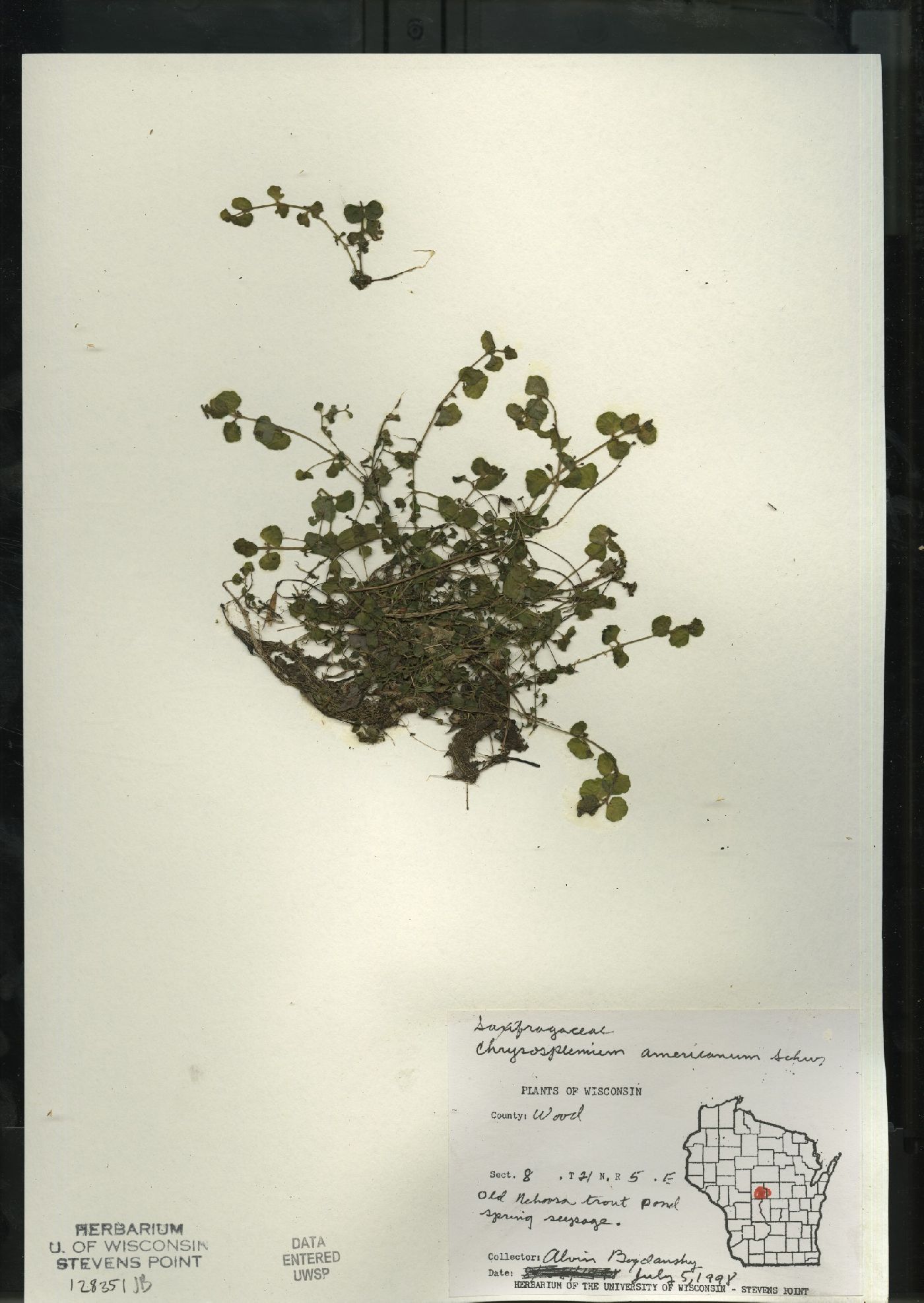 Chrysosplenium americanum image