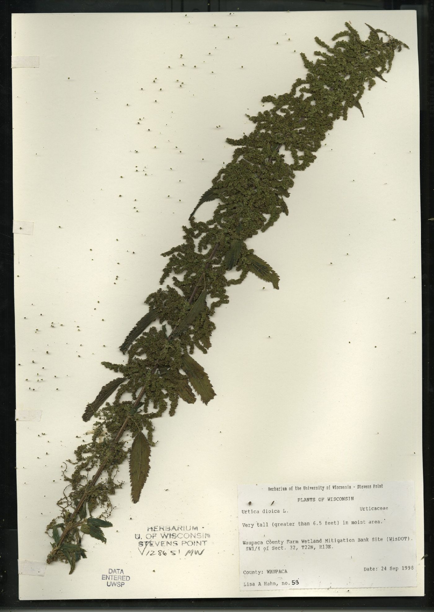 Urtica dioica subsp. gracilis image