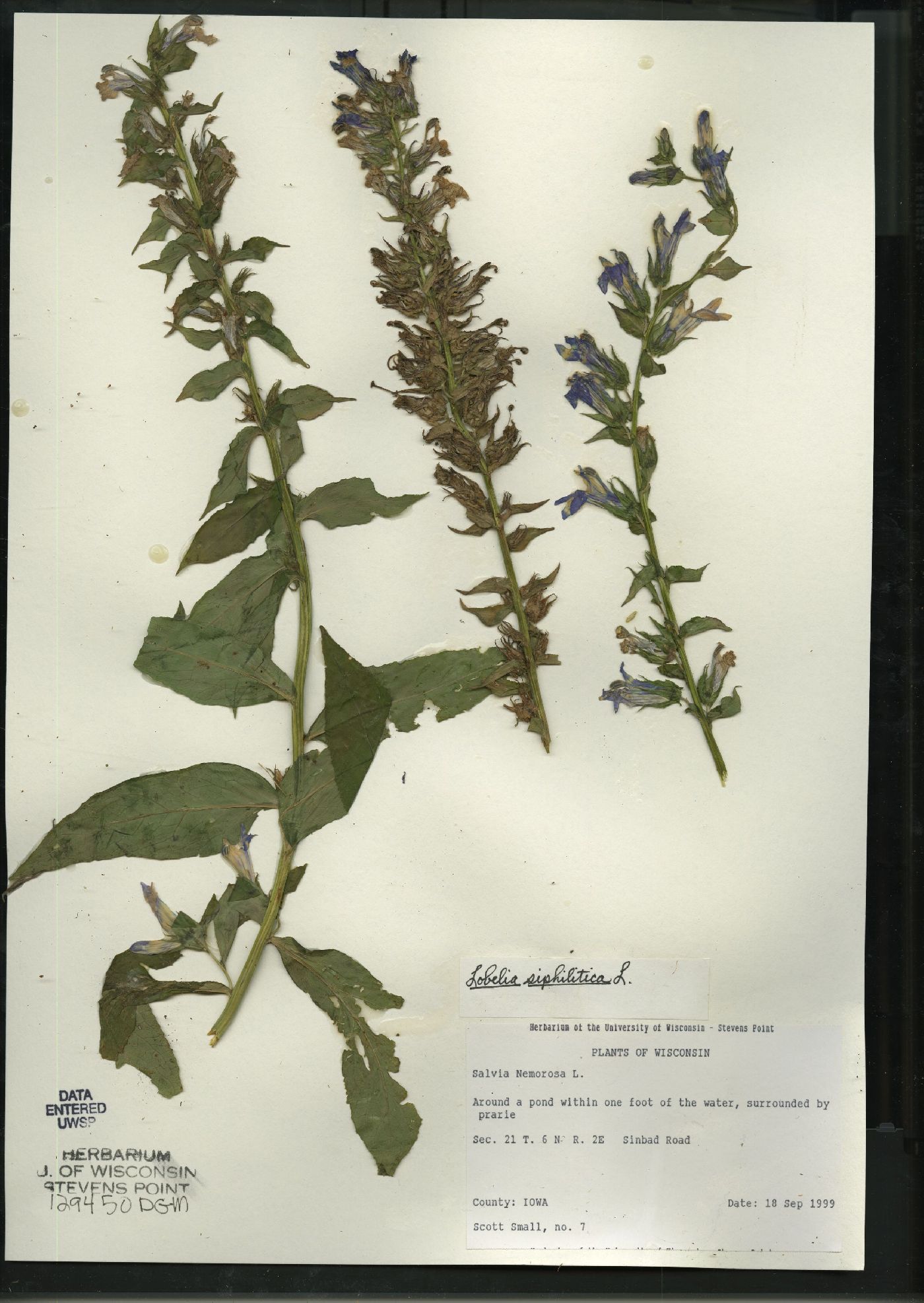 Salvia nemorosa image