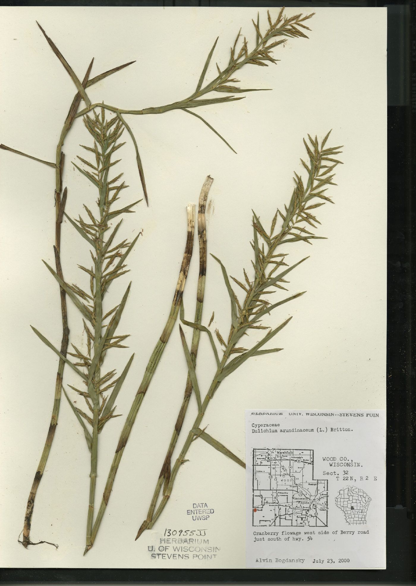 Dulichium arundinaceum image