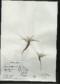 Image of Isoëtes echinospora subsp. muricata