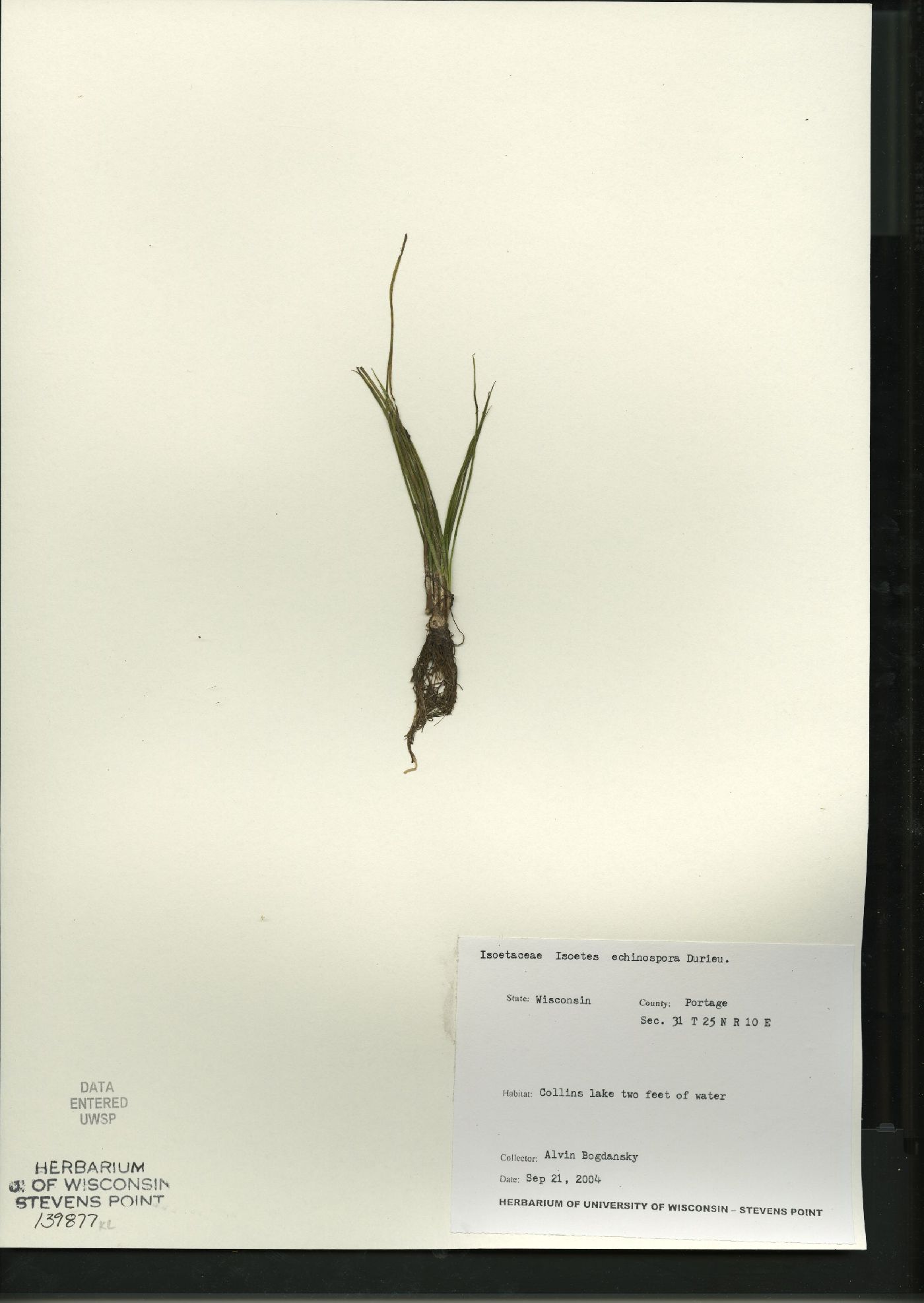 Isoëtes echinospora subsp. muricata image