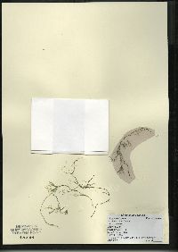 Ranunculus aquatilis image