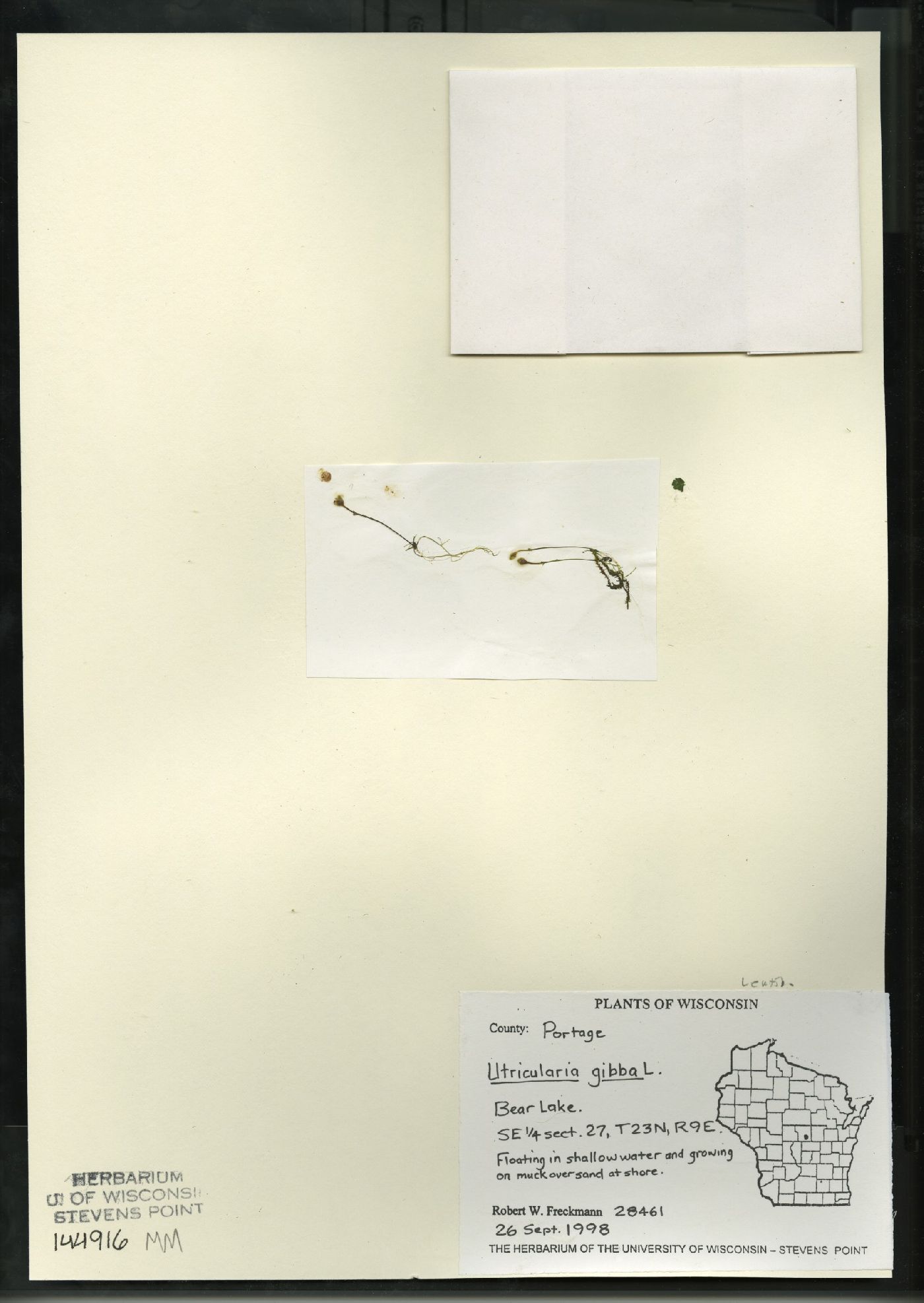 Utricularia gibba image