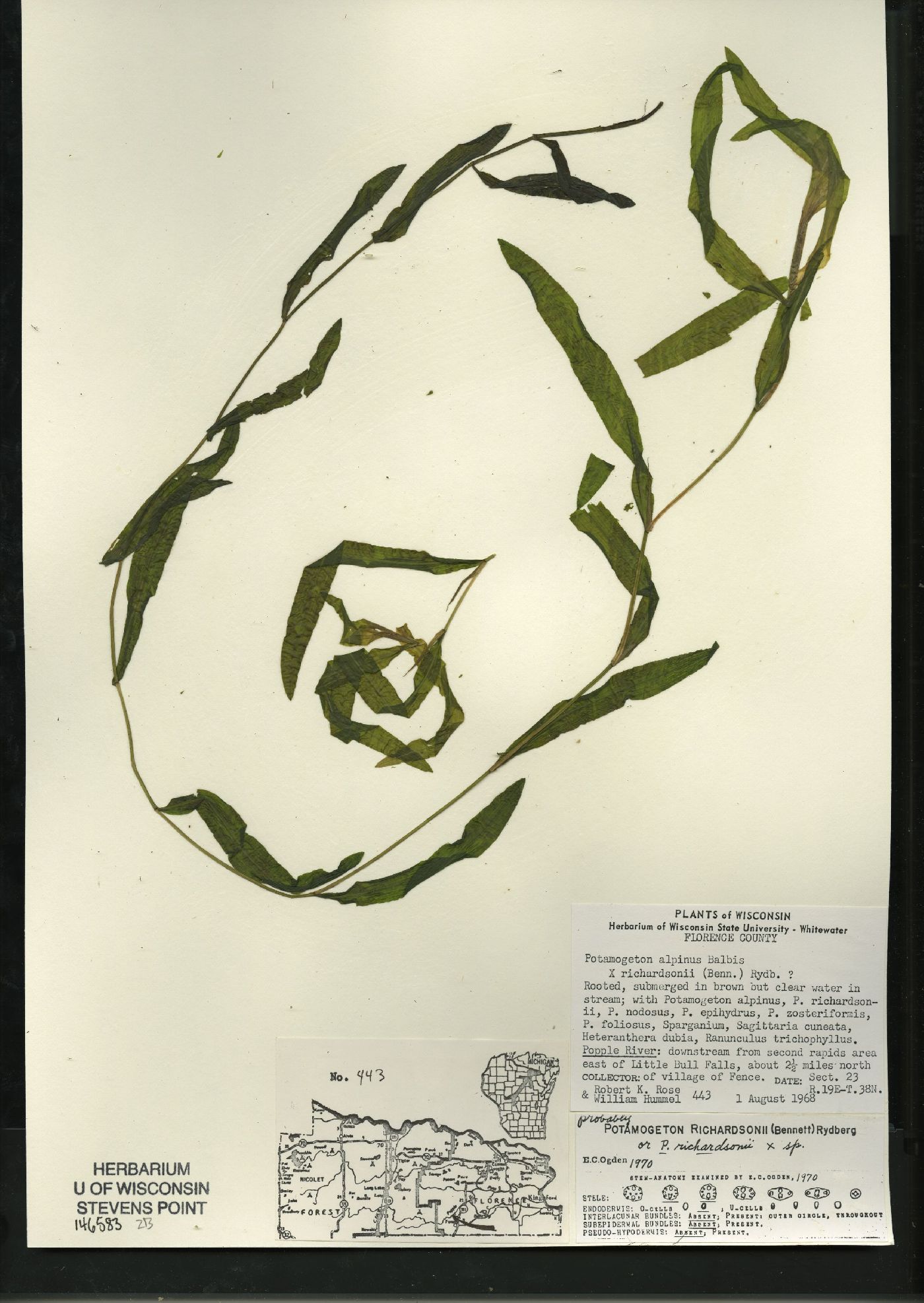Potamogeton alpinus X P. richardsonii image