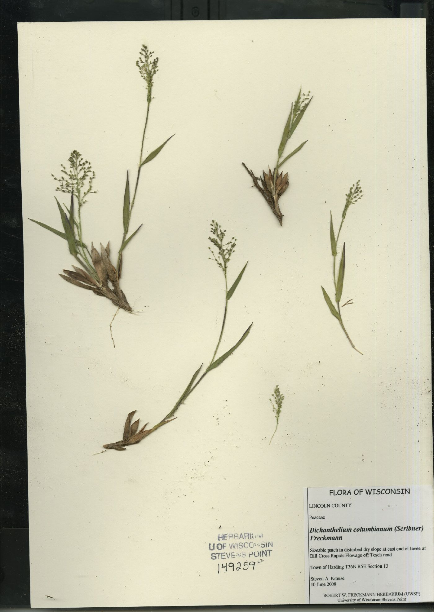 Dichanthelium columbianum image