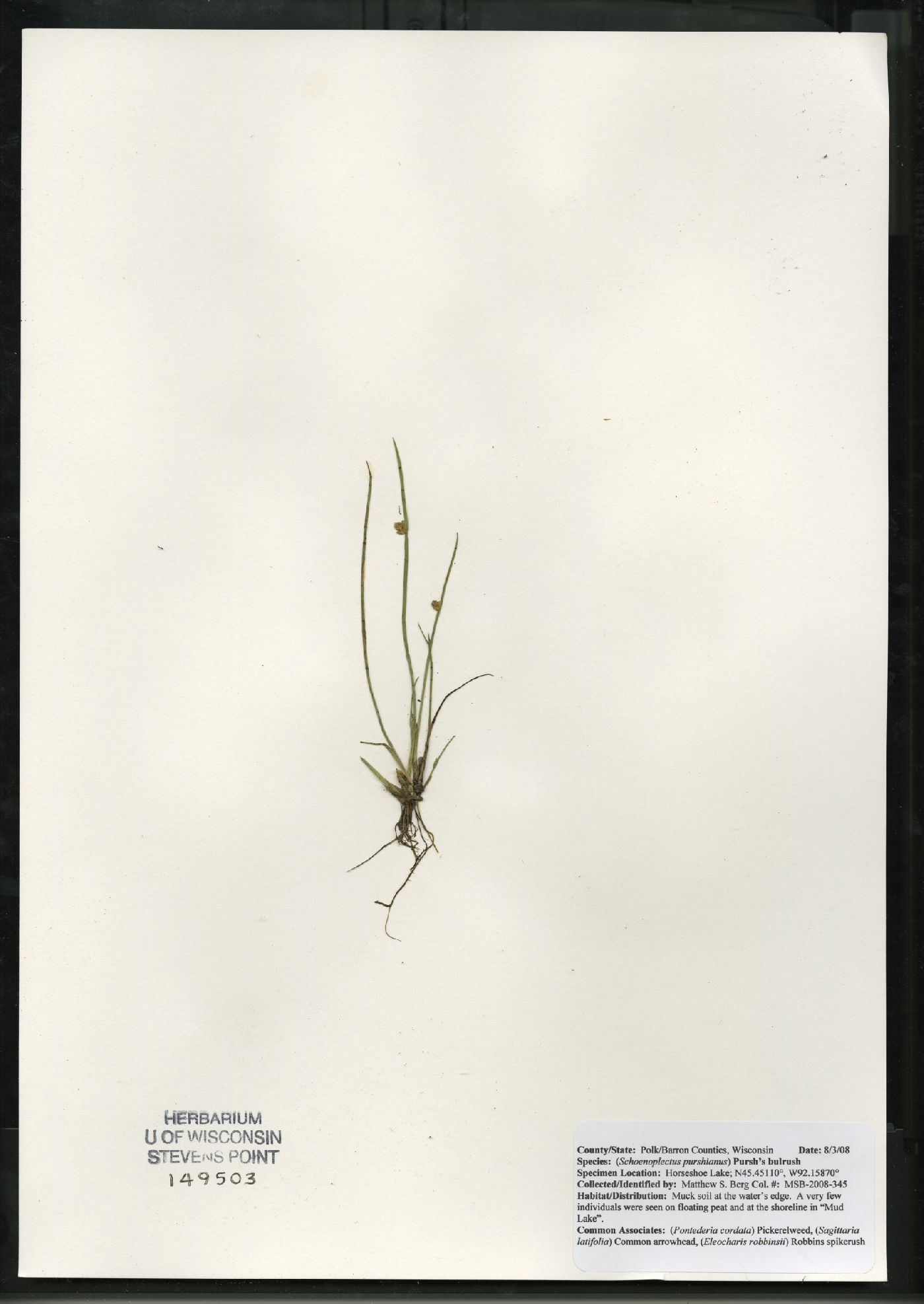 Schoenoplectus purshianus image