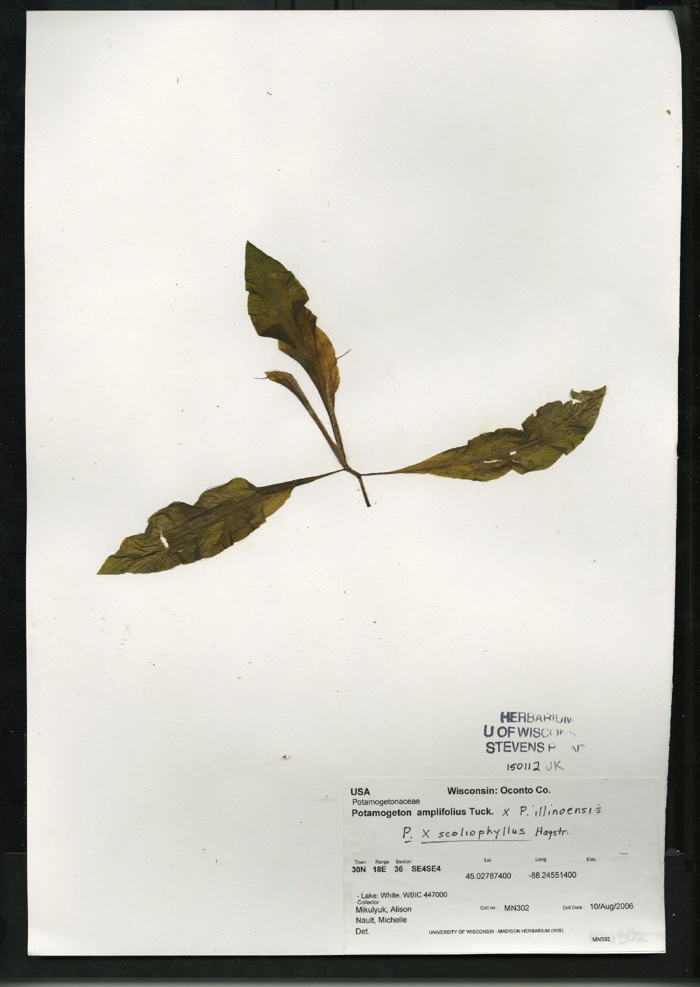 Potamogeton x scoliophyllus image