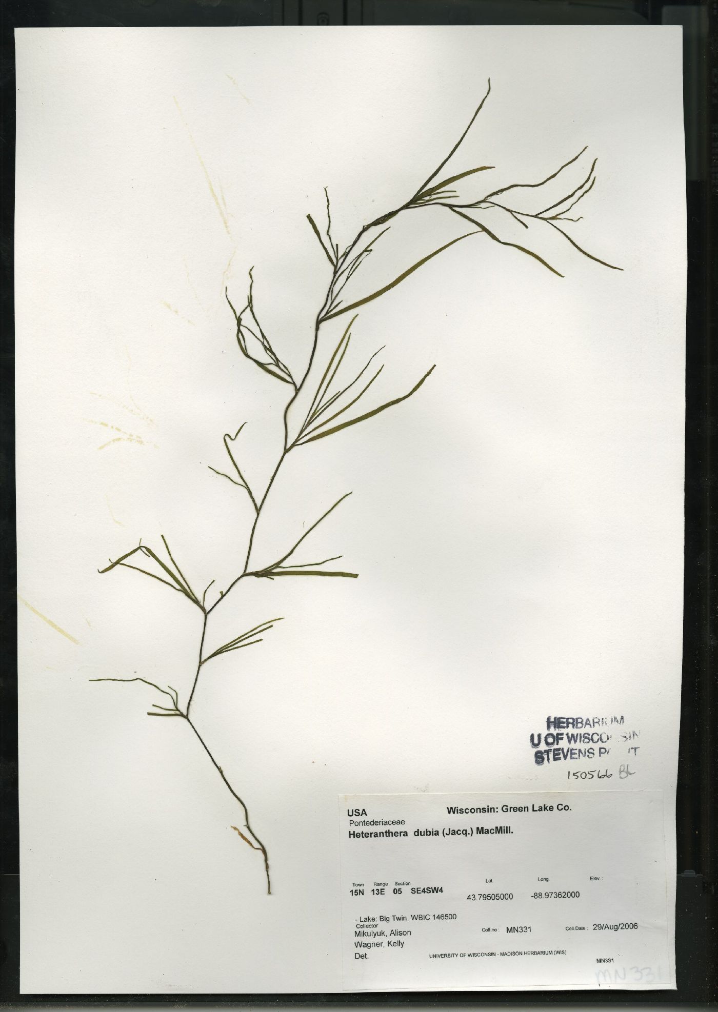Heteranthera dubia image