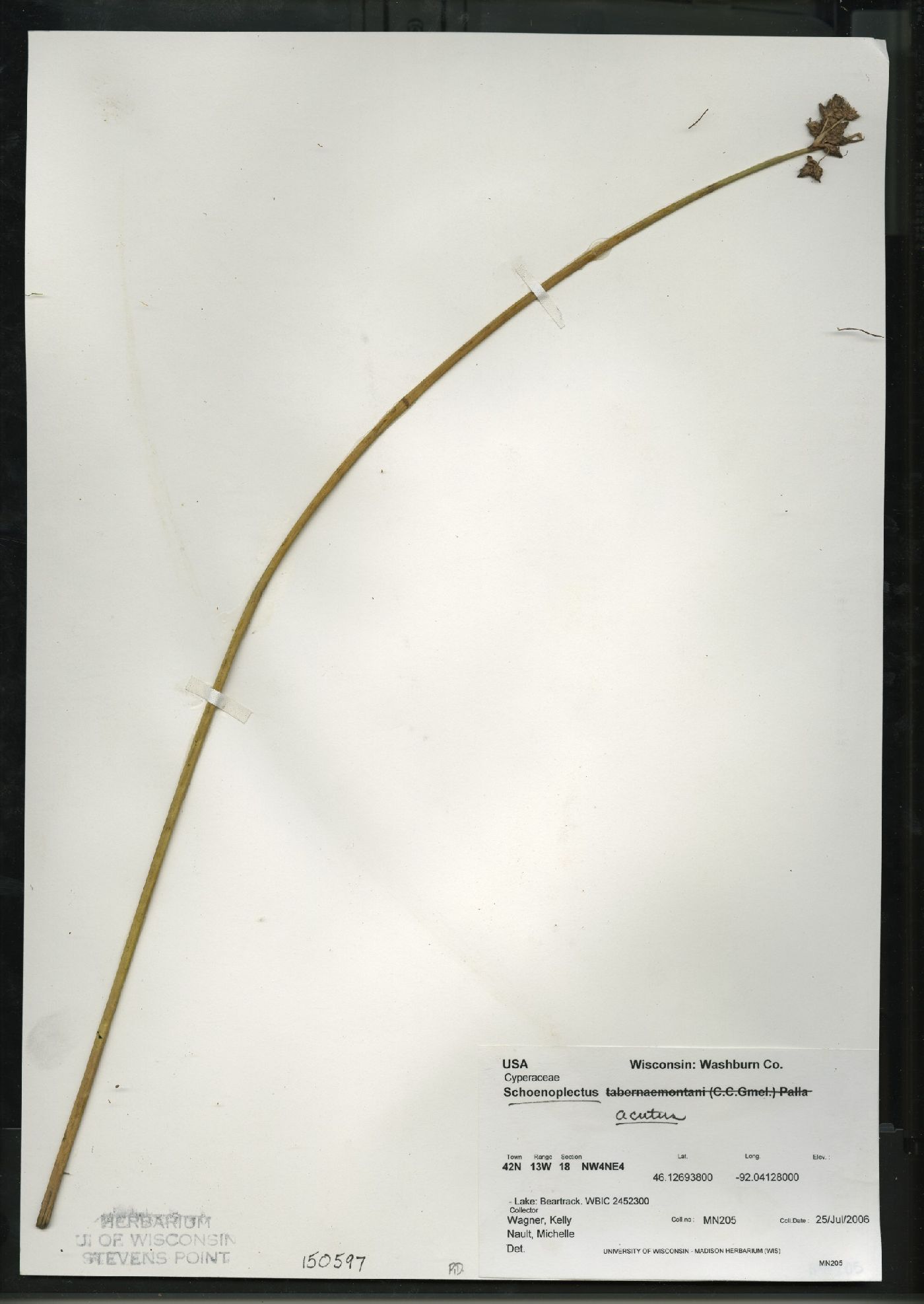 Schoenoplectus acutus image